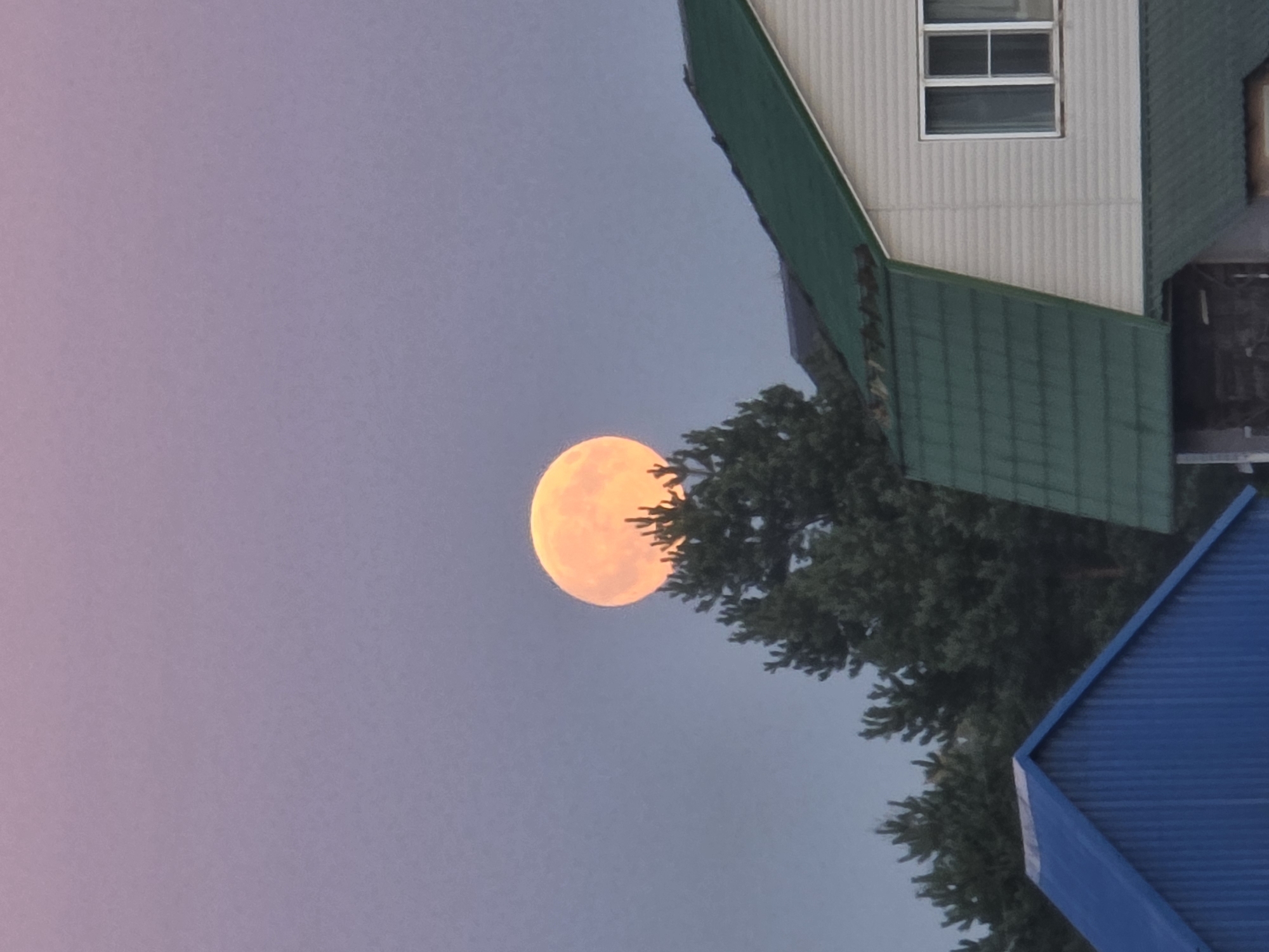 A full orange moon is visible behind a pine tree, positioned above two houses. The sky is a gradient of pale pink to light purple. The house on the right has a light-colored siding and a green roof, with a single window. The house on the left has a blue roof. The scene appears to be in a rural or suburban area.