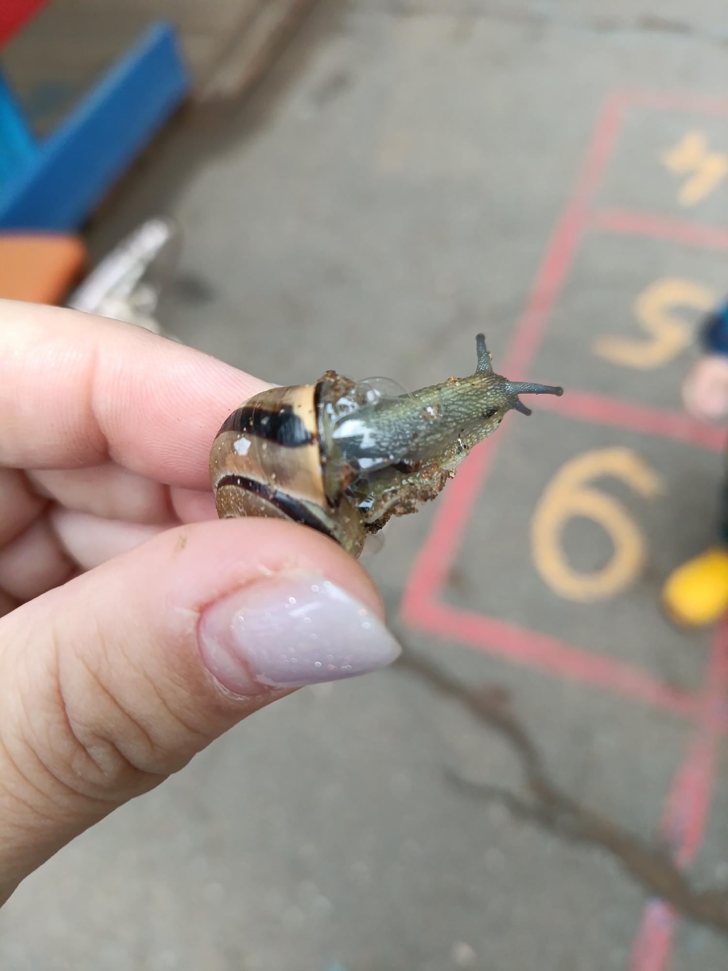 A close-up shot captures a person's hand holding a small snail outdoors in Chaikovsky, Russia. The snail's body, a textured greyish-green, is visibly moist with droplets, and its two prominent eye stalks are extended. Its shell is distinctively striped with bands of brown and black. The hand gently cradles the snail, with a fingernail featuring light, possibly glittery, nail polish visible. The background is blurred, revealing an outdoor setting with a paved ground, likely concrete or asphalt. Yellow numbers "4" (partially visible), "5", and "6", outlined in red, are painted on the ground, suggesting a hopscotch court or similar marked play area. Faint, out-of-focus colorful objects, possibly playground equipment in blue and orange, are also discernible in the far background. The lighting suggests it is daytime.