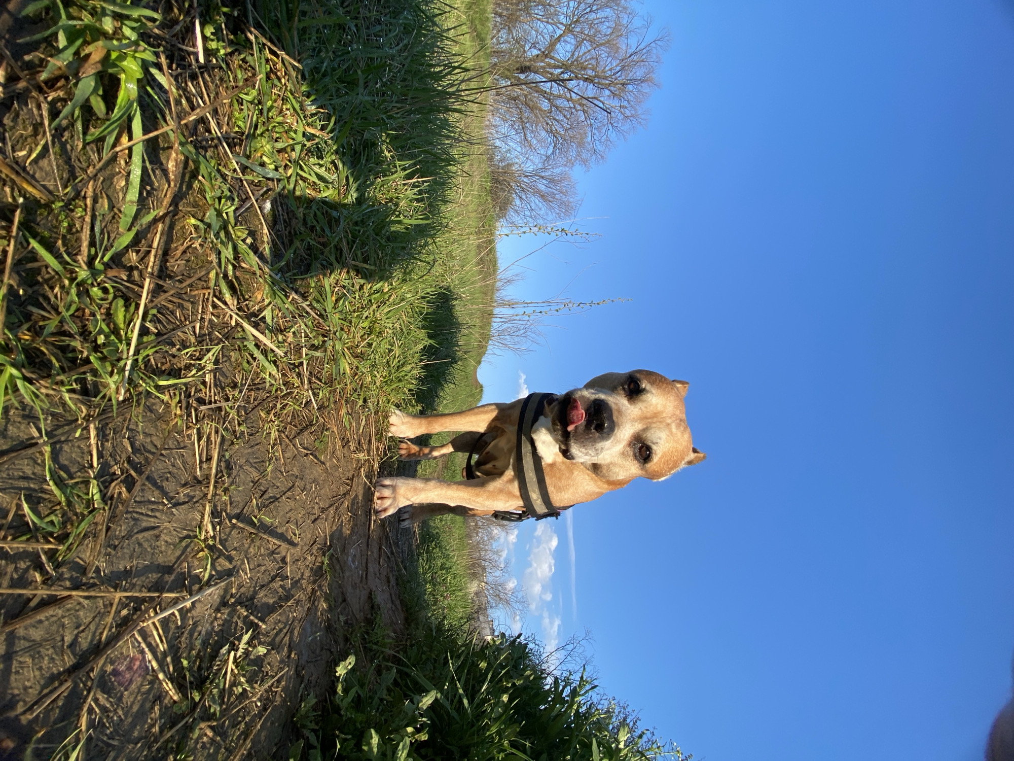 The image shows a tan-colored dog, wearing a black harness, standing on a dirt path in an outdoor environment. The dog is looking towards the camera with its tongue slightly protruding. The path is bordered by green grass and vegetation. In the background, there is a field, trees, and a clear blue sky. The location is within the city of Pleven, Bulgaria.