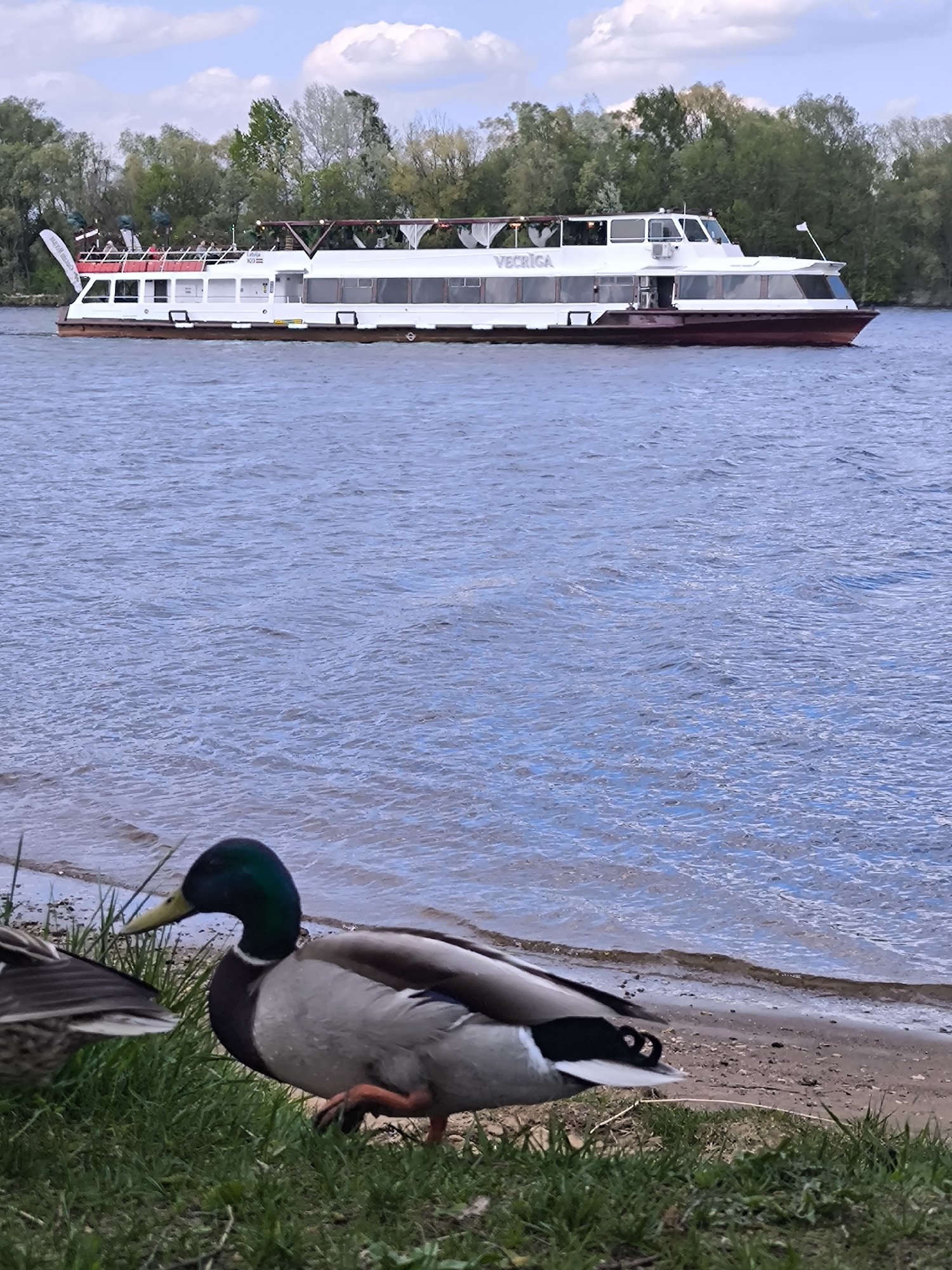 The image shows a duck on the shore of a river in Riga, Latvia, with a passenger ship in the background. The duck is a male mallard, characterized by its green head, grey body, and yellow bill. It is standing on grass and sand at the edge of the water. The water has visible ripples, indicating some movement. Beyond the water, a passenger ship with white and dark red hull is visible. The ship is labeled "VECRIGA." The sky is partly cloudy. In the background, a line of trees marks the opposite bank of the river.