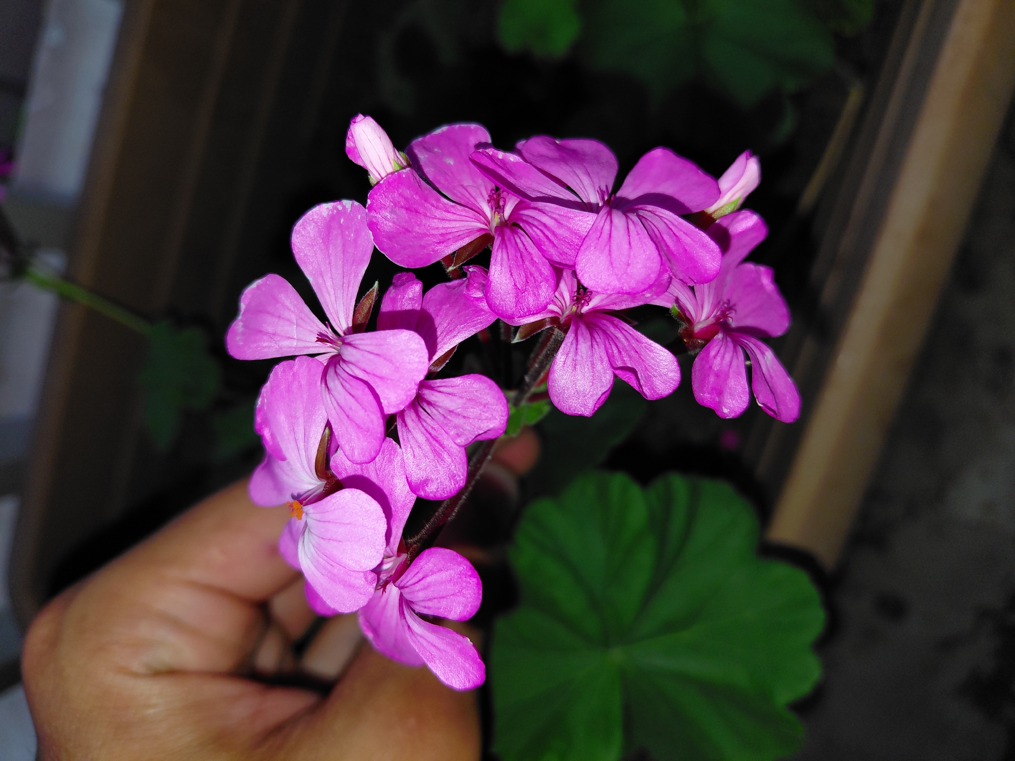 In the Municipal Unit of Aegio, Greece, a close-up shot features a hand gently holding a cluster of vibrant pink geranium flowers. The flowers, with their delicate petals and visible stamen, are in full bloom and hang downwards, some still in bud formation. A large, dark green geranium leaf is visible in the foreground, out of focus. The background is dark and indistinct, suggesting an outdoor setting, possibly a garden or balcony, with a blurred wooden structure. The lighting is dim, emphasizing the bright colors of the flowers and the texture of the hand and leaves.
