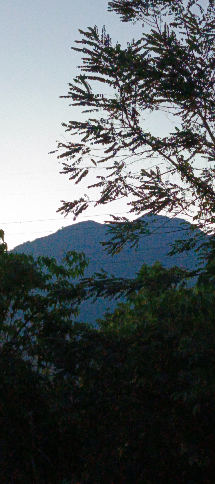 The image depicts a landscape scene with a mountain range in the background, partially obscured by dense foliage in the foreground and midground. A tree with dark leaves and branches is prominent in the upper right portion of the frame, silhouetted against a pale sky. The sky transitions to a lighter hue towards the top. The mountain is a dark, hazy blue-green, suggesting distance and atmospheric conditions. The foreground consists of a dark, shadowy mass of trees and leaves. The scene appears to be located in Sukamulia, Indonesia, based on the provided context, suggesting a natural, possibly rural or mountainous area within or near the city. There are no people or discernable actions captured in the image. The overall impression is one of a natural, serene environment at dusk or dawn, characterized by the interplay of light and shadow on the landscape and vegetation.