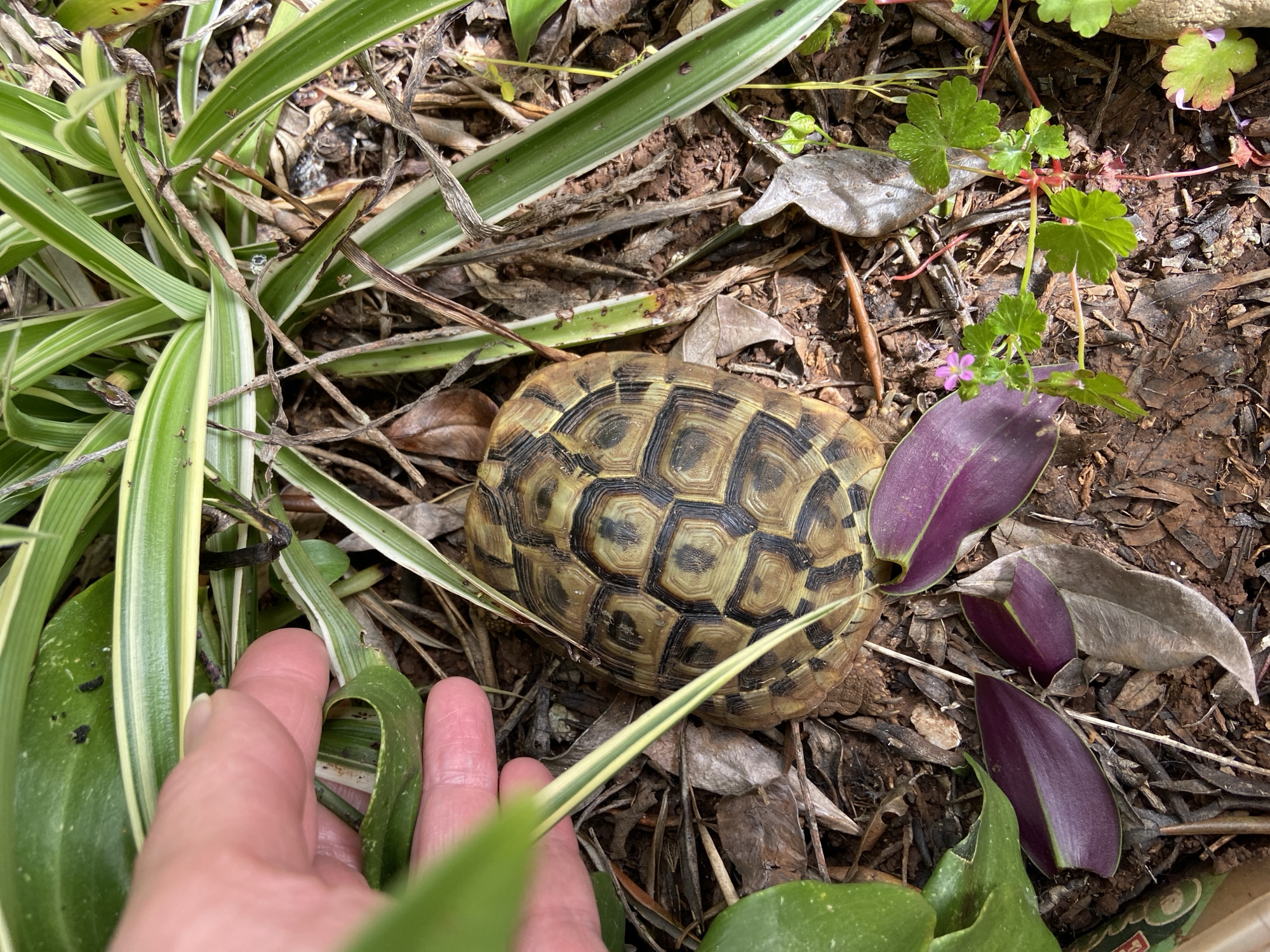 The image shows a tortoise amidst vegetation and leaf litter. The tortoise has a patterned shell with dark outlines and lighter brown/tan centers. Adjacent to the tortoise, there are green and white striped leaves, possibly a type of ornamental grass or plant. Also visible are purple leaves from another plant, small green plants with pink flowers, and dried leaves scattered on the ground. A hand is partially visible in the lower left corner, appearing to be touching one of the striped leaves. The environment suggests a garden or natural area. The presence of specific plant species could indicate the location is in a region with a Mediterranean climate, but without further information, it is difficult to confirm if it's in Budva, Montenegro specifically.