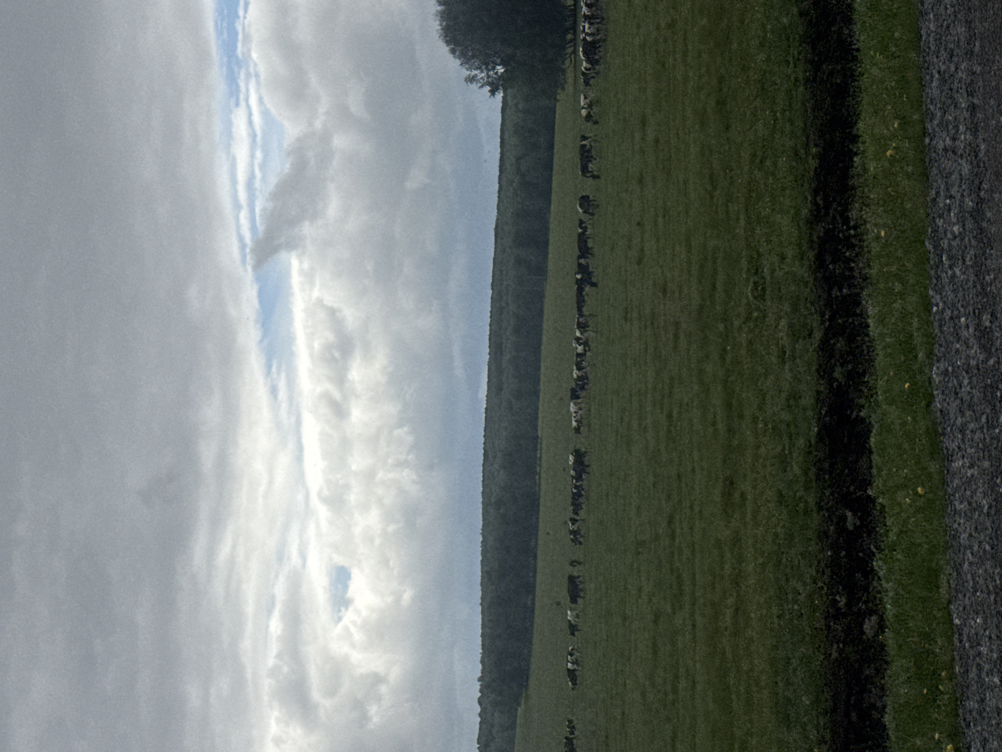 The image depicts a rural scene with a large grassy field and a sky filled with clouds. A line of trees borders the field. A line of cows stands within the field. A strip of dark, possibly asphalt, surface runs along the right edge. The location is Новороманово, Russia.