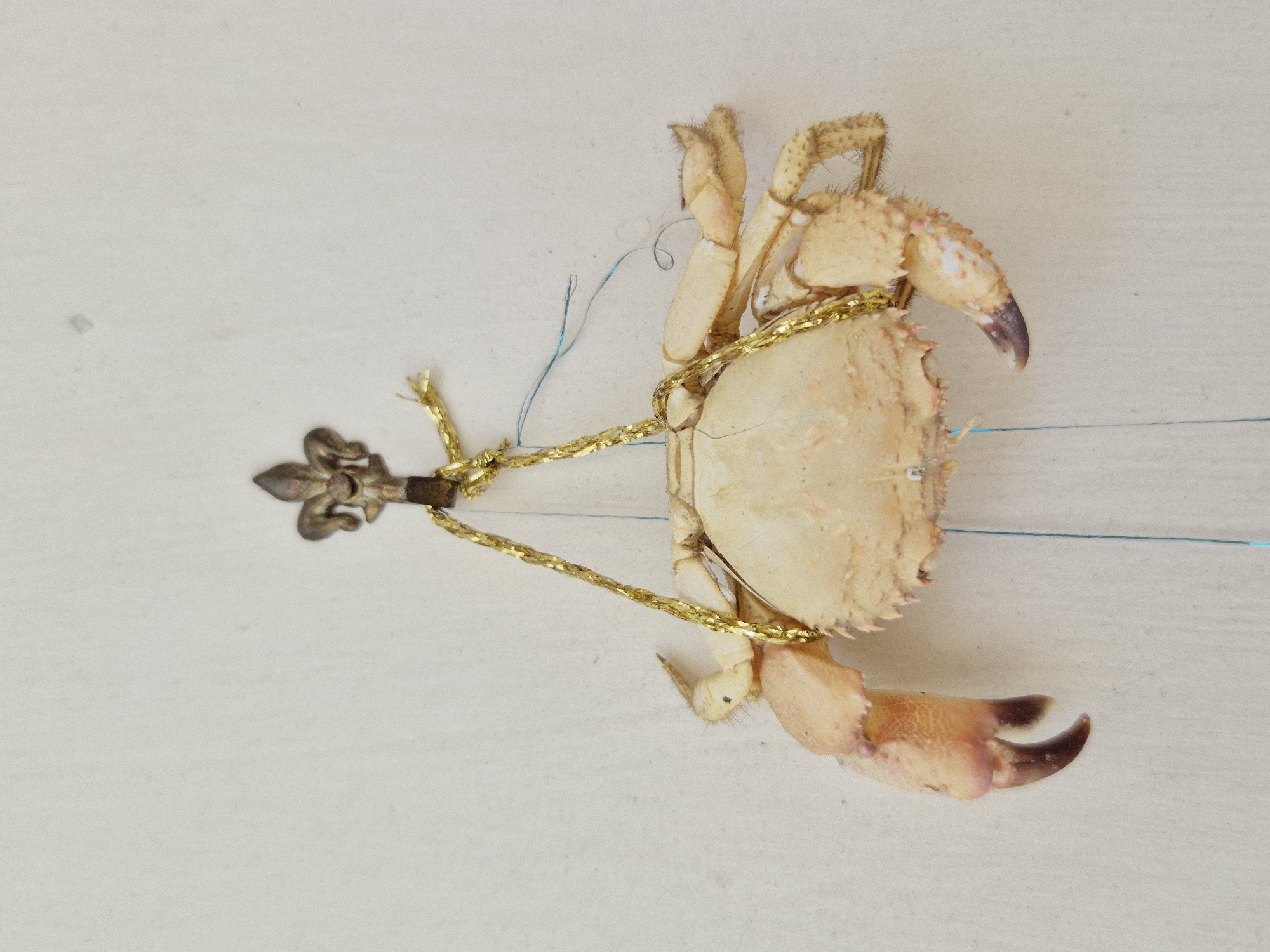 A dried crab, likely a specimen for display or decoration, is suspended from a wall by a decorative gold cord. The crab is pale beige, with visible legs and pincers. A small, fleur-de-lis shaped hook, made of tarnished metal, is attached to the wall and supports the gold cord. A thin blue string or thread also hangs from the hook, separate from the crab's suspension. The background is a plain, textured wall. The image is a close-up, centered on the crab and its suspension. There are no people or other animals present in the image. The image appears to be taken in an indoor setting, possibly a home or a shop, in Taranto, Italy, although there are no specific identifying landmarks to confirm this location.