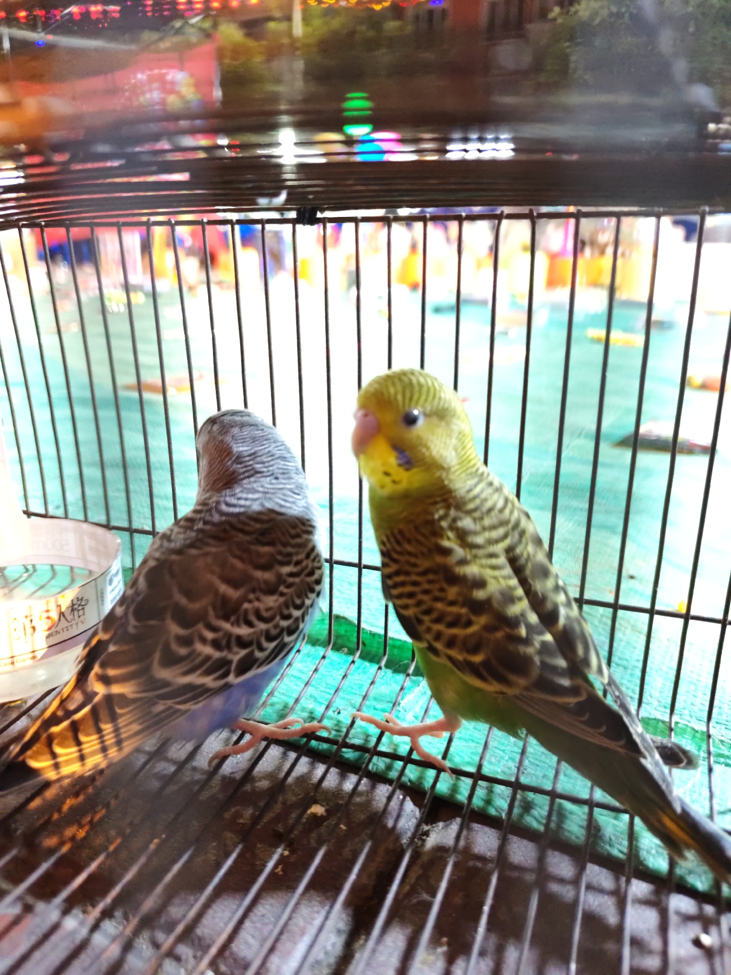 This image shows two budgies inside a cage. The budgie on the left has grey and white striped feathers on its head and neck, with brown and black patterned wings. The budgie on the right is predominantly yellow-green with black stripes on its wings and back, and yellow markings on its face. Both birds are perched on the bottom of the cage, which is made of metal bars. In the background, there is a green mesh material and a blurred view of what appears to be an outdoor setting with colorful lights, suggesting it might be evening or night. There is also a cylindrical object with writing on it, partially visible to the left of the budgie on the left, which appears to be a product container or label. The image was taken in Lindian, China.