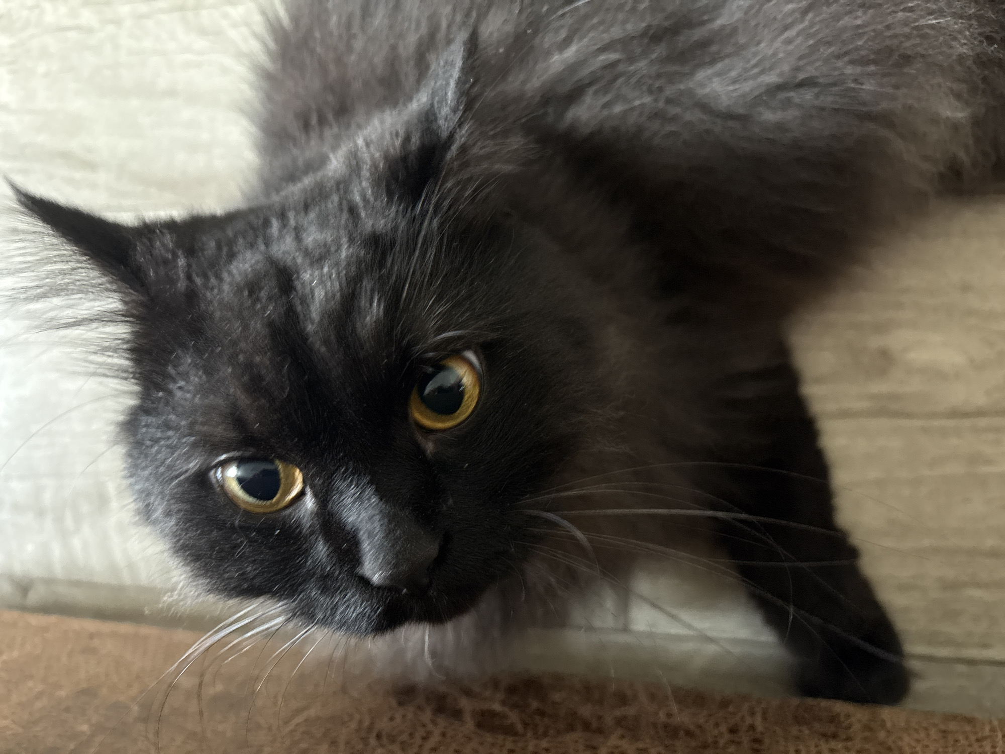 A black cat with striking yellow eyes is shown in a close-up, low-angle shot. The cat's fur appears fluffy and dark gray. Its ears are pointed, and its whiskers are long and white. The background consists of a textured surface, possibly a floor or a piece of furniture, with a light brown and beige color palette. The image was taken in Krasnokamsk, Russia.