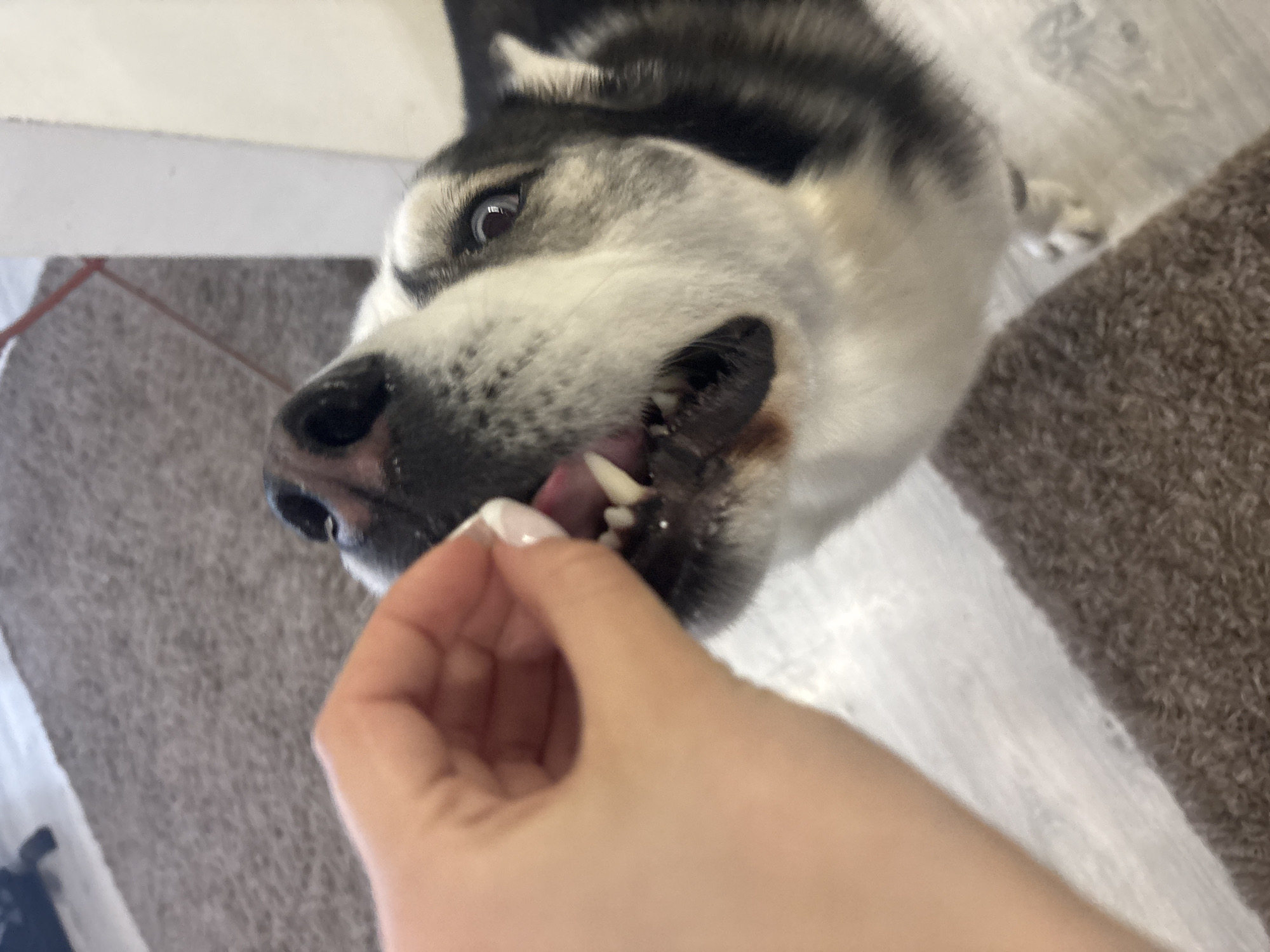 A close-up, high-angle shot features a woman's hand offering a treat to a husky dog. The dog is predominantly white and gray, with a black nose and dark eyes. Its mouth is slightly open, revealing teeth and tongue as it reaches for the treat. The woman's hand, with manicured nails, holds the treat near the dog's mouth. The background consists of a gray carpet, a light-colored floor, and a brown object. The scene does not provide enough information to determine the location in the city of Plovdiv, Bulgaria.