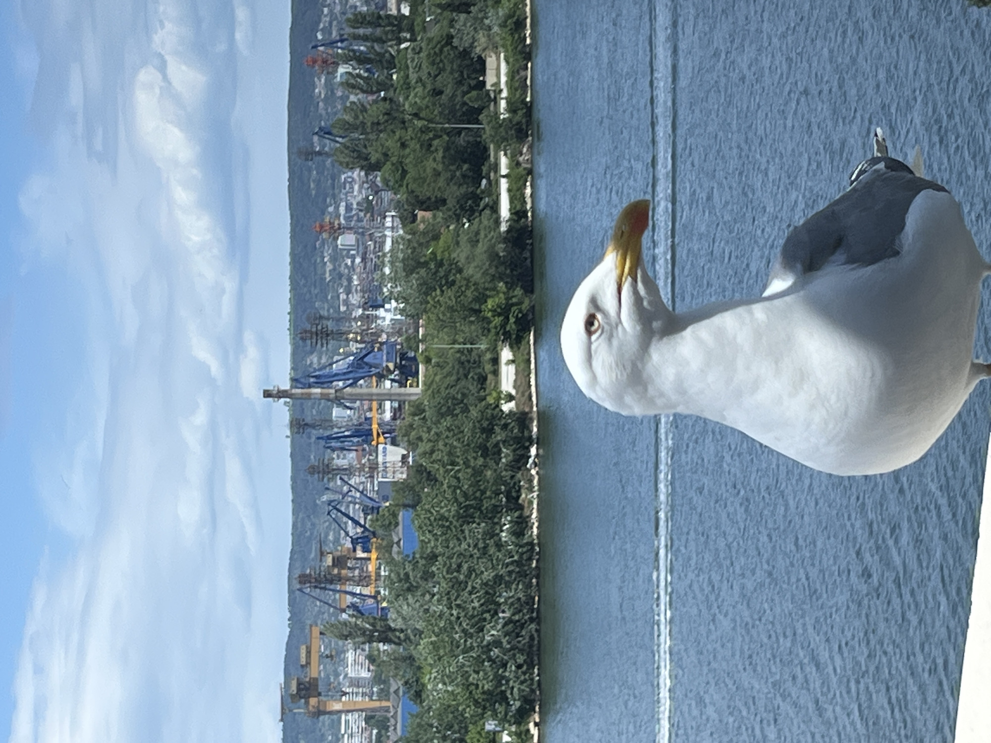 The image shows a seagull in the foreground, close to the viewer. In the background is the cityscape of Varna, Bulgaria, with visible cranes indicating a port area. The water is a light blue color. The sky is cloudy with blue patches. There are trees and greenery lining the coast. The image is taken at an angle, as if from a high vantage point looking downwards.