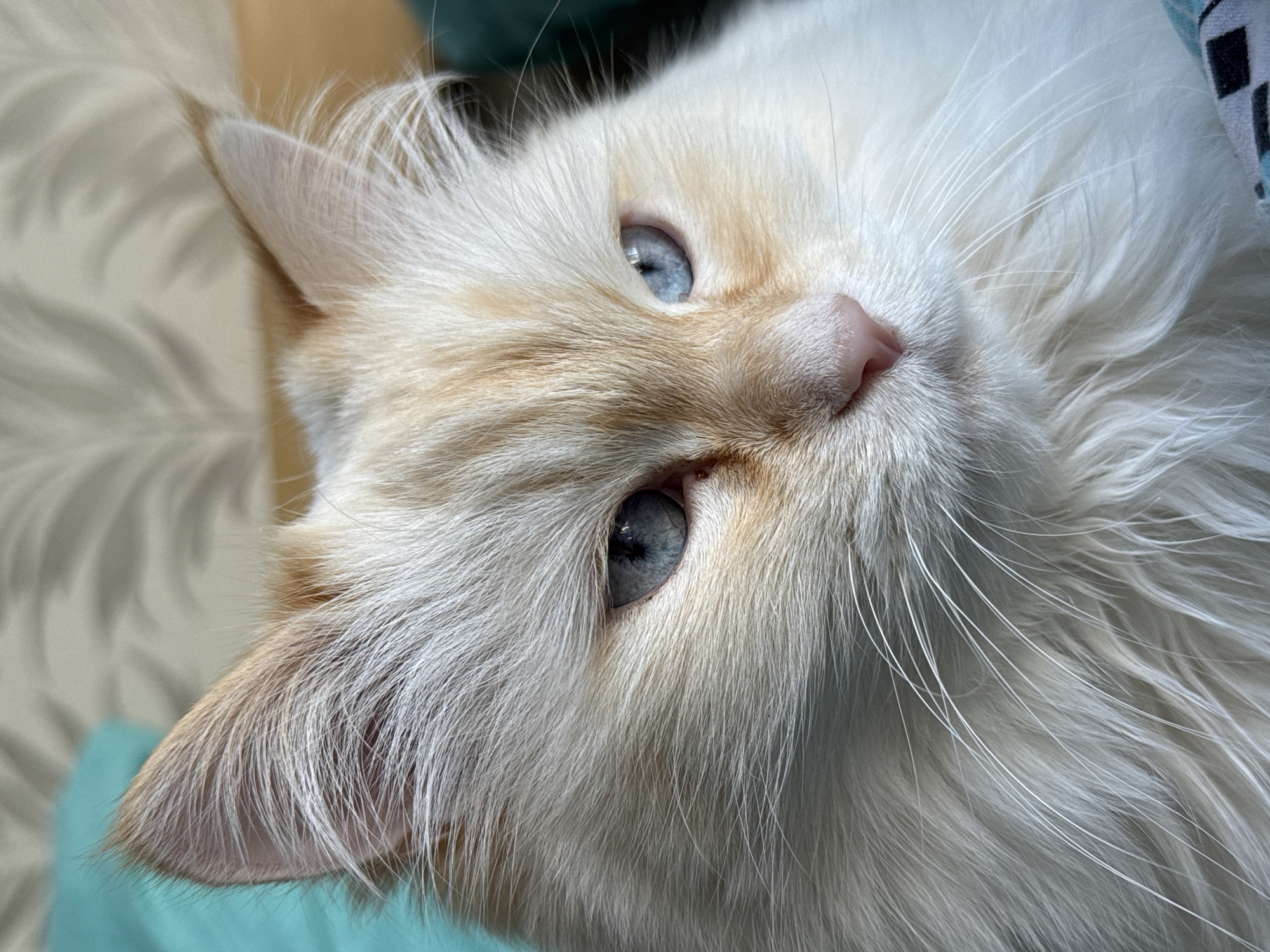 A close-up photograph depicts a white cat with light orange markings and blue eyes. The cat is lying down, turned slightly to its side. The background is a light-colored surface. The location cannot be determined from the image.