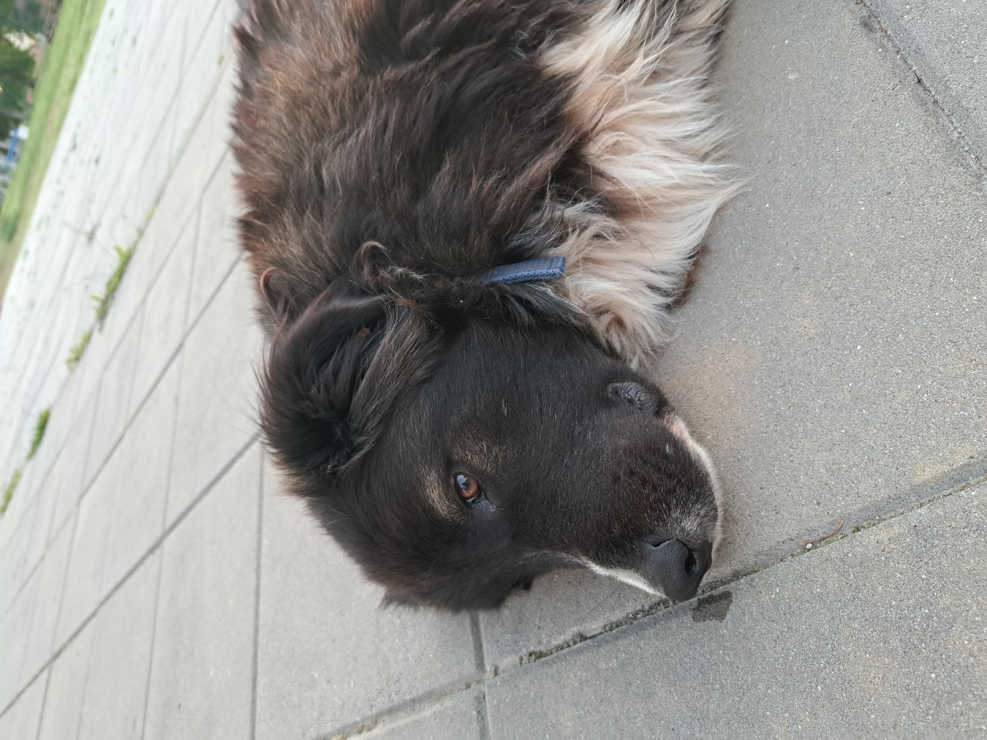 A medium shot shows a dark brown and black dog with some white fur lying on a gray concrete block surface. The dog's head is oriented toward the bottom of the frame, with its eye visible and a dark blue collar around its neck. The dog is lying on its side. The concrete surface is composed of rectangular blocks, and grass is visible in the background. The location appears to be outdoors, possibly a sidewalk or a paved area. While the prompt mentioned Negovan, Bulgaria, there is no information in the image to confirm or deny this location.