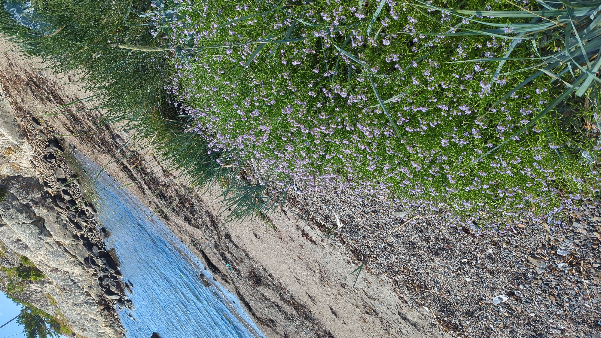 The image depicts a coastal scene in Larkollen, Norway. In the foreground, a dense patch of green foliage is covered with small, light purple flowers. To the left of the flowers is a strip of sandy beach transitioning into a rocky shoreline. Beyond the beach, the blue water of the sea stretches out, with waves gently lapping the shore. The background features a rocky cliff face dotted with sparse green vegetation. The sky above is a clear blue.