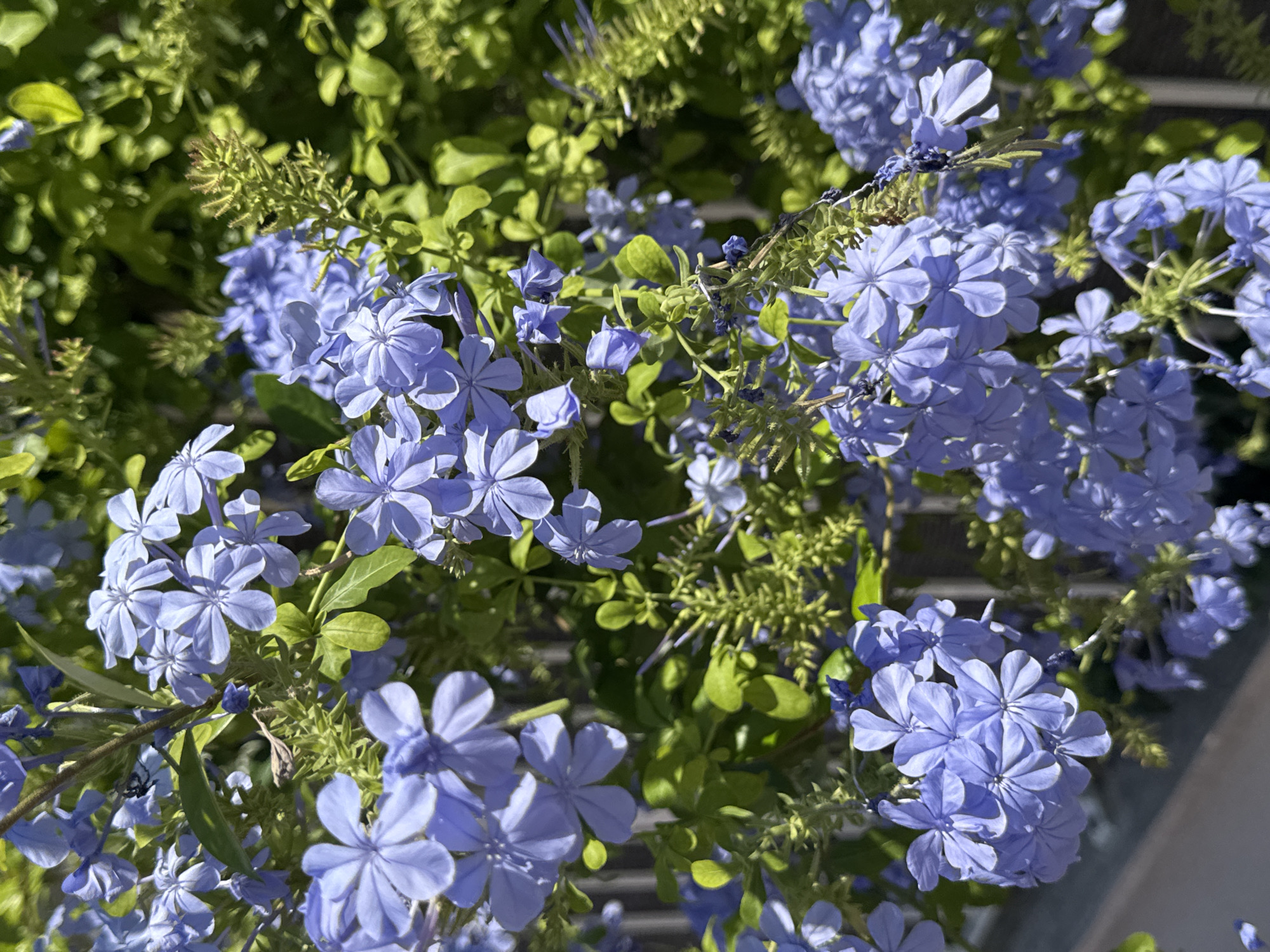 The image depicts a close-up view of a cluster of delicate, five-petaled blue flowers with green foliage in the background. The lighting suggests a bright, sunny day. The flowers are the primary subject, filling most of the frame. Some unopened flower buds are also visible. In the lower left and upper left of the image, a blurred, light-colored railing or fence can be observed. The scene appears to be outdoors. The image's metadata does not contain information about its specific location in San Benedetto del Tronto, Italy.