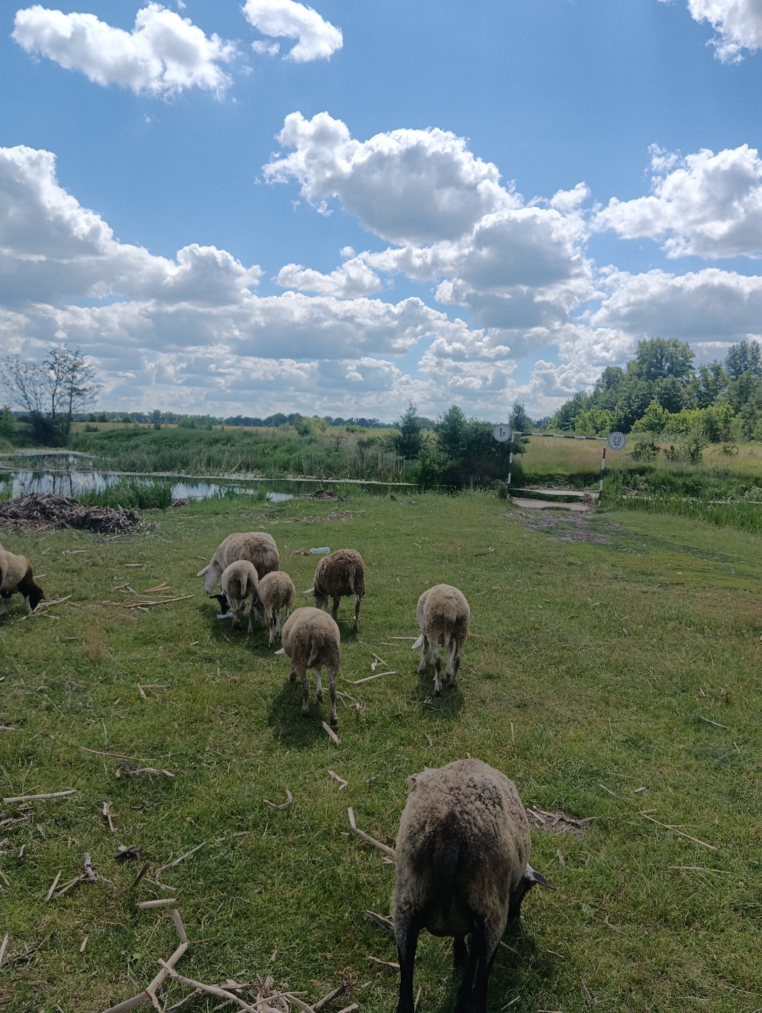 A flock of sheep grazes on a grassy field with a body of water and trees in the background under a cloudy blue sky. One sheep is in the foreground facing away from the camera, with its rear end prominently featured. Other sheep are scattered across the field, some grazing and some standing. There are also piles of sticks and debris on the grass. In the background, a calm body of water reflects the sky and is bordered by tall reeds. Further in the distance, a line of trees forms the horizon. A small, narrow bridge crosses the water in the mid-ground, with two white and black striped poles on either side, each bearing a circular sign with numbers. The overall scene depicts a rural or natural landscape.