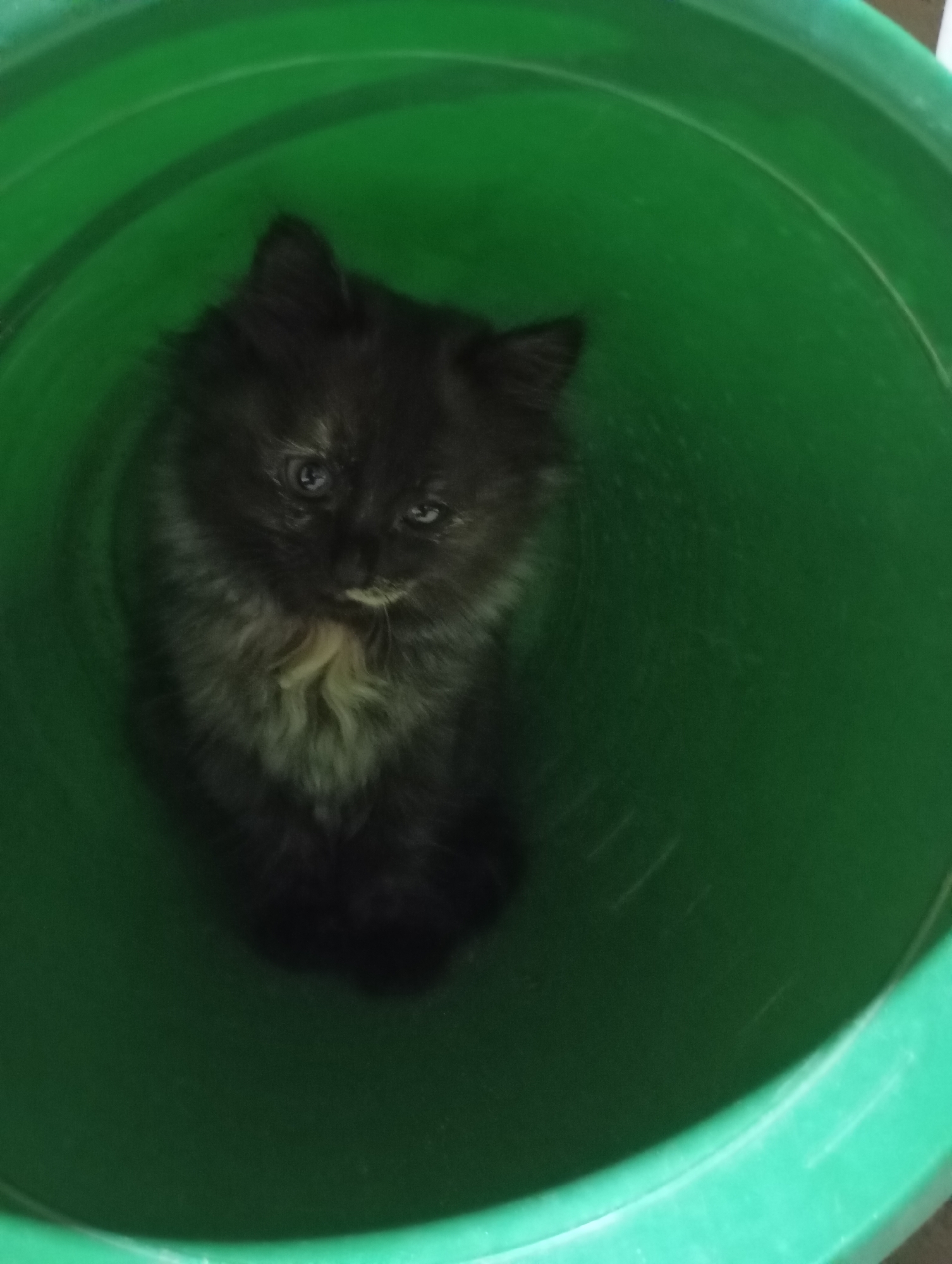 A black kitten with some white markings on its chest is sitting inside a green plastic bucket. The background suggests the interior of a building, but the specific location within Фоки, Russia, cannot be determined from the image. No people are visible. The kitten is the primary subject. The only other object is the green plastic bucket. There are no apparent actions or interactions taking place.