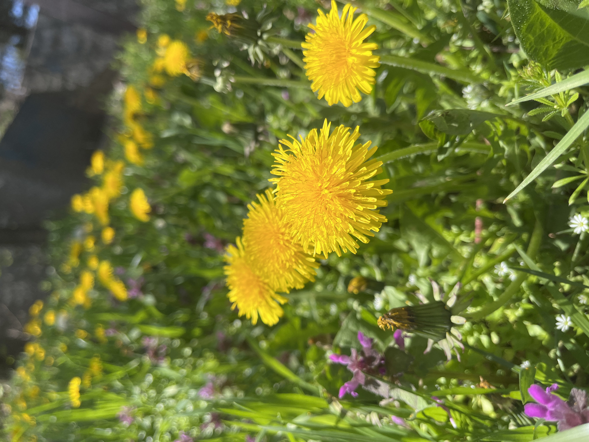 The image captures a close-up view of a patch of dandelions in bloom, interspersed with other greenery and a few small purple flowers. The dandelions are the dominant feature, with bright yellow, fully opened heads. Several dandelion buds or spent flowers are also visible. The setting appears to be a grassy area, likely a lawn or field. Based on the presence of dandelions, which are commonly found in urban environments, this could be a park or garden in Sofia, Bulgaria. The photo was taken in daylight, and the lighting suggests it was likely a sunny day. No people, subjects, objects, actions, or interactions were observed besides the plants.