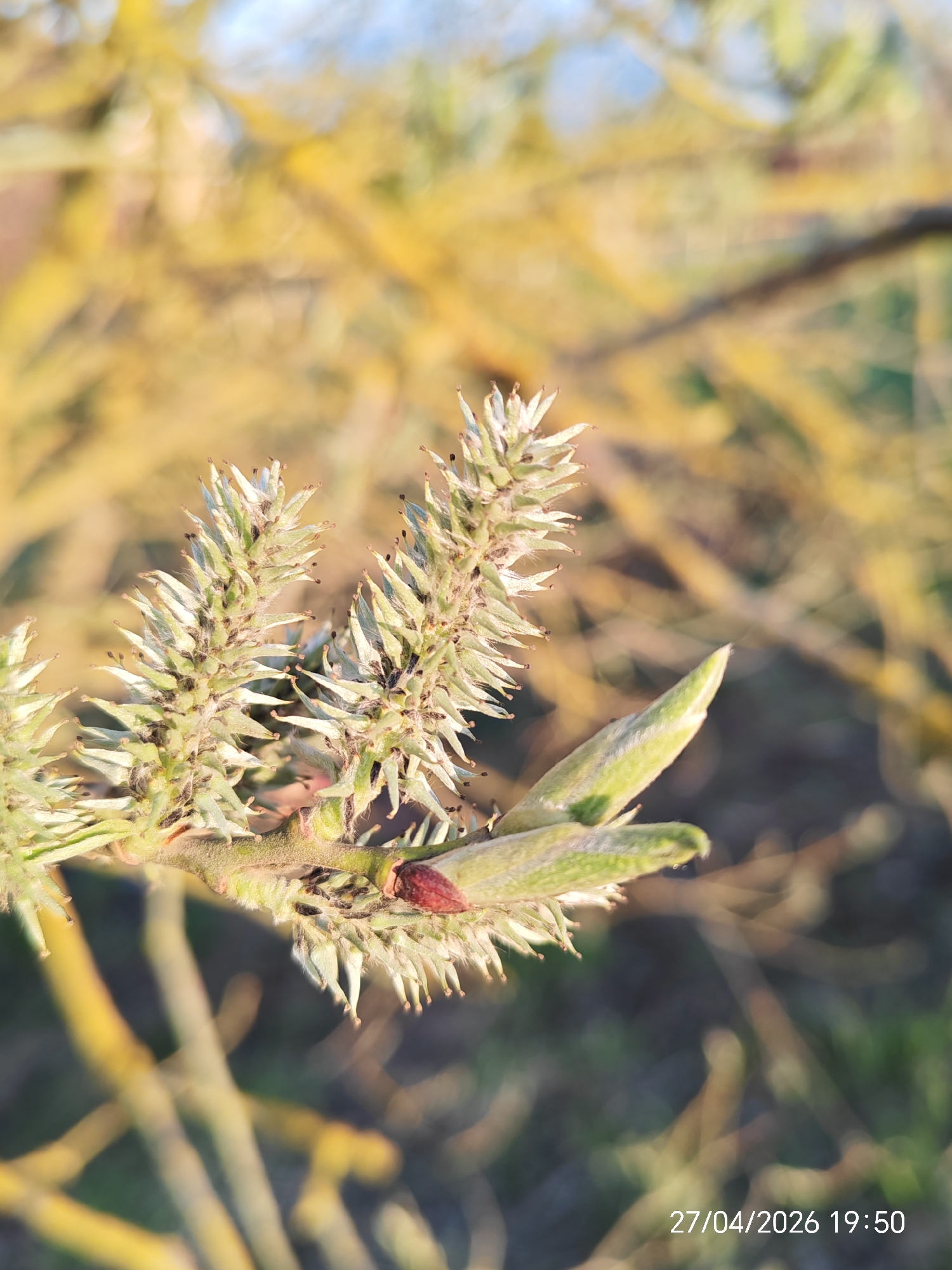 A close-up, softly-focused photograph captures several developing catkins and green buds on a plant stem, likely a willow, against a warm, blurred background. The prominent catkins, positioned in the upper and central parts of the frame, are elongated and spiky, with a pale green to whitish color and subtle dark tips on their individual components. Adjacent to these are smoother, pointed green buds, one of which appears to be unfurling. A small, reddish-brown bud is also visible on the main stem.
The stem itself is green and textured, anchoring the new growth. The background is rendered as a soft blur of golden yellow and muted green, suggesting out-of-focus foliage or branches, possibly bathed in the warm glow of either sunrise or sunset. The lighting creates a gentle, almost ethereal atmosphere, highlighting the details of the plant.
The image conveys a sense of natural beauty and new growth, indicative of spring. The embedded text in the lower right corner, "27/04/2026 19:50", confirms the photo was taken in the late evening of April 27th, aligning with the warm, golden light and the stage of plant development. No human subjects or distinct man-made objects are visible. The scene is an outdoor, natural setting.