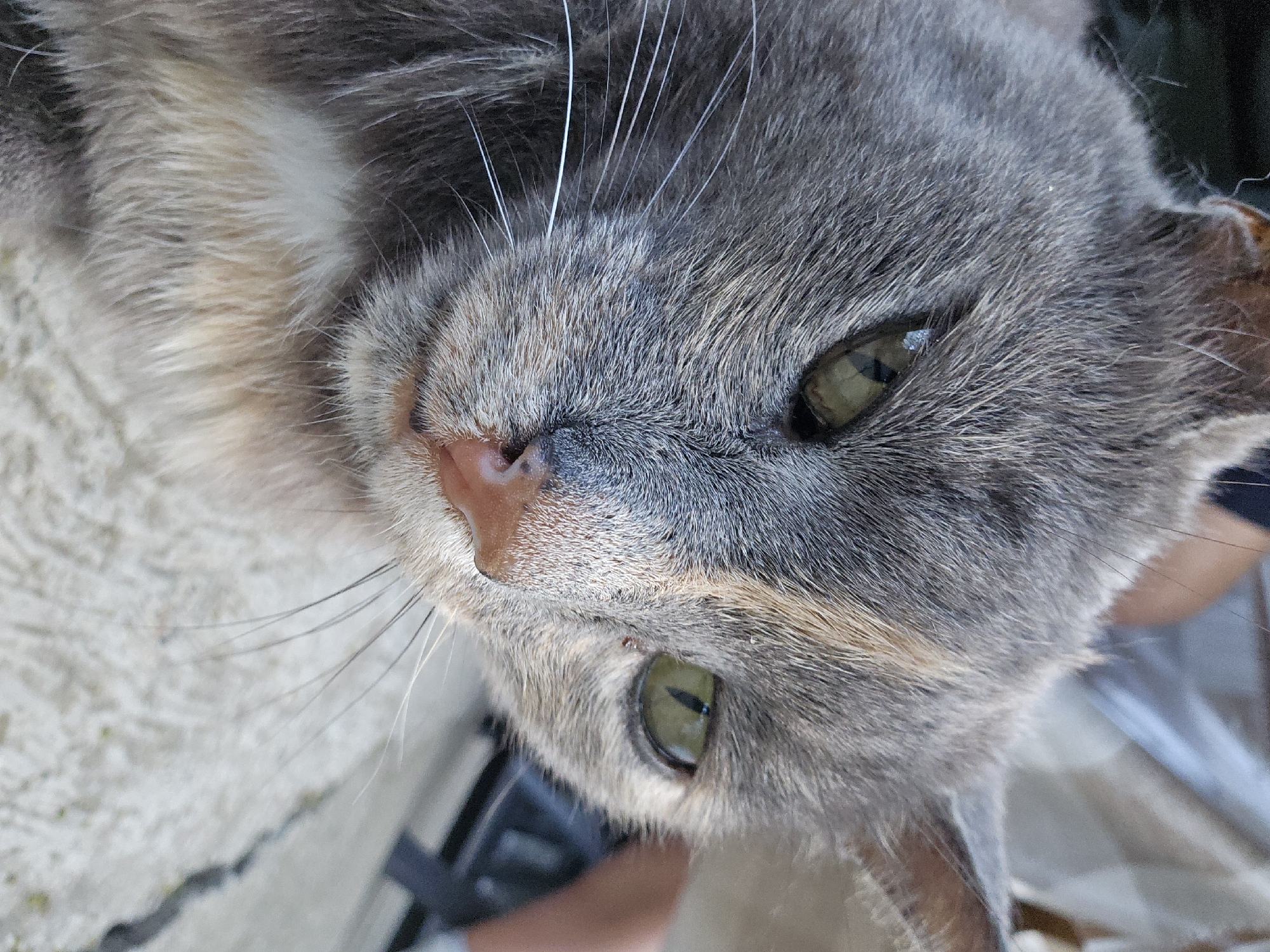 The image displays a close-up, downward-angled portrait of a domestic cat situated outdoors in the city of Devnya, Bulgaria. The cat exhibits a dilute calico or blue-cream tortoiseshell coat pattern, characterized by patches of grey, light cream, and subdued orange-brown fur. Its eyes are a prominent green with vertically slit pupils. A pale pink nose and a mixture of white and some darker individual whiskers are clearly visible. Small white particulate matter is scattered on the grey fur, particularly near the left eye. A minute clear liquid droplet is present on the fur above the right eye, and a tiny dark speck is located below the right eye. The cat's gaze is directed towards the viewer's left, with its head slightly angled downward. The background, rendered with a shallow depth of field, reveals blurred human skin tones and light-colored textile, suggesting proximity to a person. The cat appears to be resting on or adjacent to a rough, light-colored concrete or paved surface, visible in the lower portions of the image.