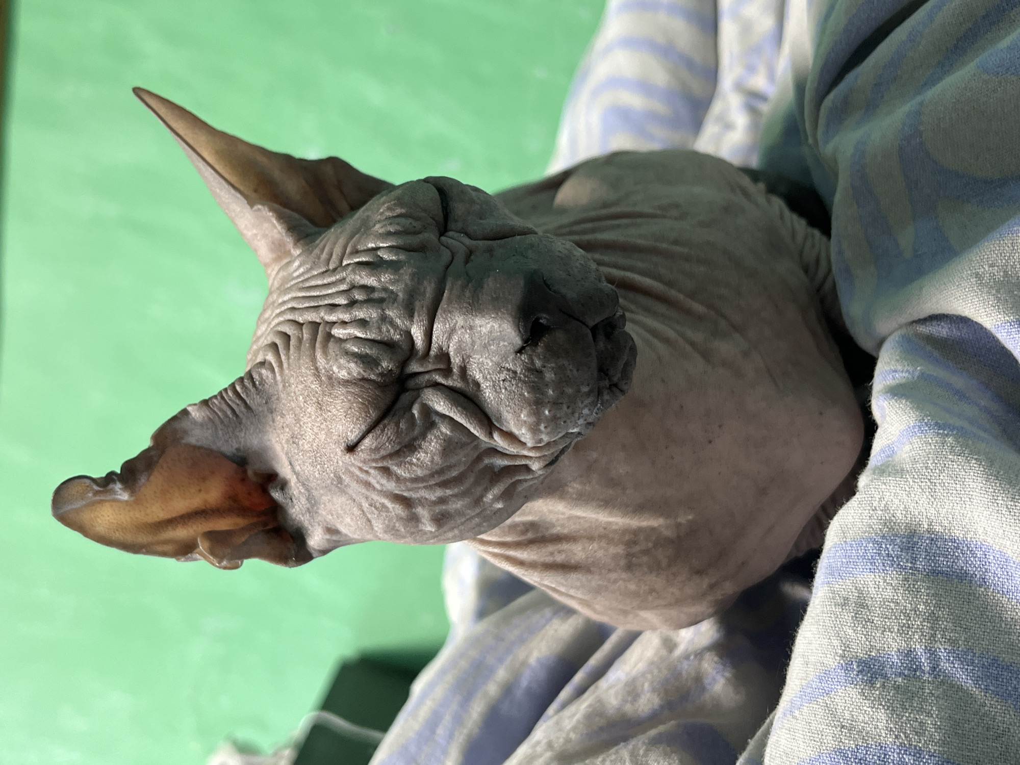 A Sphynx cat is pictured in a close-up shot, with its eyes closed and its wrinkled skin prominently visible. The cat is sitting on a blanket with blue and white stripes. The background is a plain green wall. The image does not contain any information about the city of Nizhny Tagil, Russia, or any specific location.