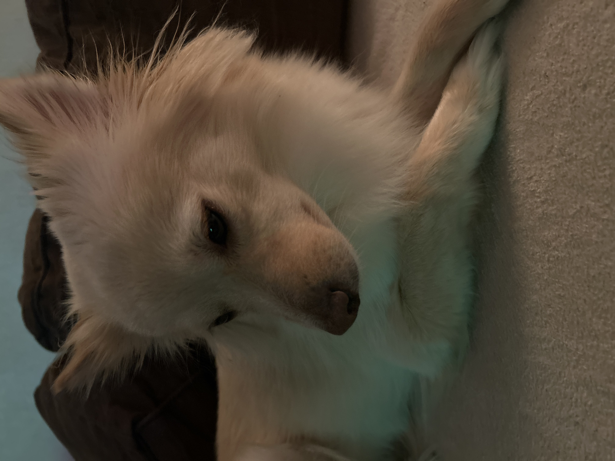 A cream-colored dog with fluffy fur and pointed ears is lying on a textured, light-colored surface, possibly a sofa or carpet. The dog is looking down and to its right. In the background, dark brown pillows or cushions are visible. The lighting is dim, with a subtle blue-green glow illuminating the dog's fur, suggesting artificial light. The overall scene appears to be indoors. The location is not specified within the image or accompanying information.