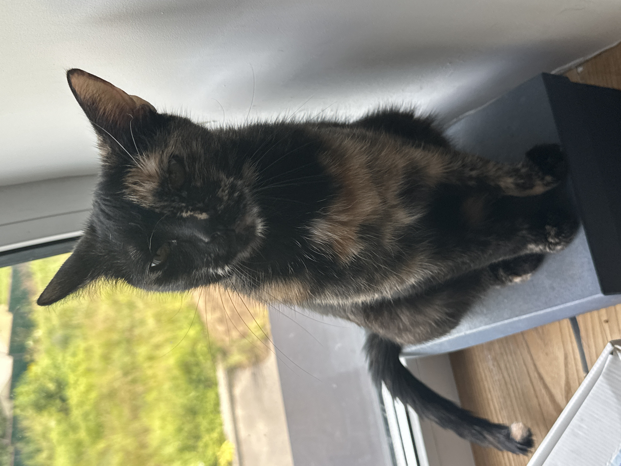 A tortoiseshell cat sits on a dark blue box, facing the camera. The cat has black and orange fur with some white patches. Its tail is curled to the left, with a light-colored tip. The cat is positioned on a wooden windowsill, with a window behind it. Outside the window, there is a blurry green field and some white structures. The wall to the right of the cat is white and slightly textured. The scene is well-lit, suggesting it is daytime. The image was taken in a domestic setting, likely a home in Virki, Russia.