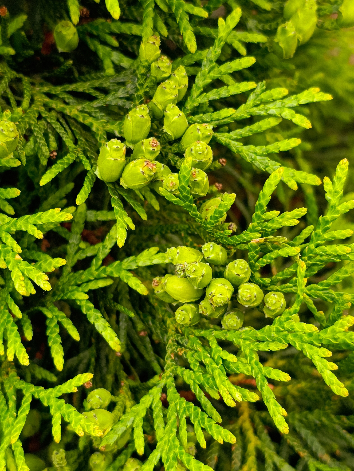 The image is a close-up, vertical shot of bright green foliage. Numerous small, unripe, cone-like structures are visible, clustered on the branches. The leaves are scale-like and arranged in flattened sprays, characteristic of a conifer. The background is a darker, out-of-focus green. No people or man-made objects are present. The image depicts a natural detail of a plant. This image was taken in Brovary, Ukraine.