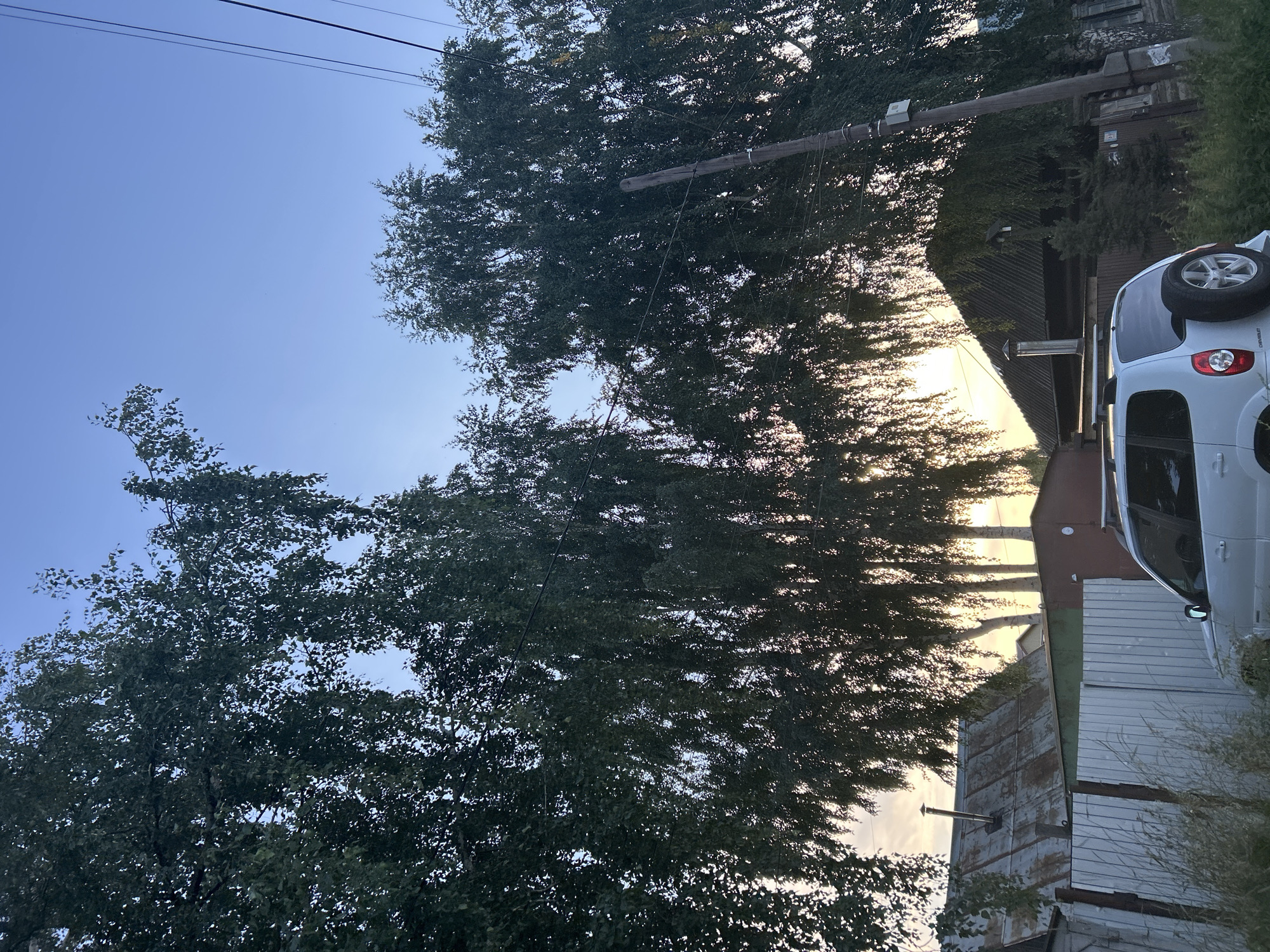 The image depicts a residential scene in Chaikovsky, Russia, under a clear blue sky, likely during the evening due to the soft lighting filtering through the trees. In the foreground, a white SUV with a spare tire mounted on the rear is parked, facing right. Behind the vehicle, a light-colored metal fence separates the property from what appears to be a row of houses. The roofs of these structures are visible, one with corrugated metal and another with dark shingles. Large, leafy trees with drooping branches dominate the upper half of the frame, their dense foliage obscuring much of the sky. A utility pole with wires stands to the right, partially silhouetted against the trees. The overall impression is one of a quiet, rural or suburban setting.