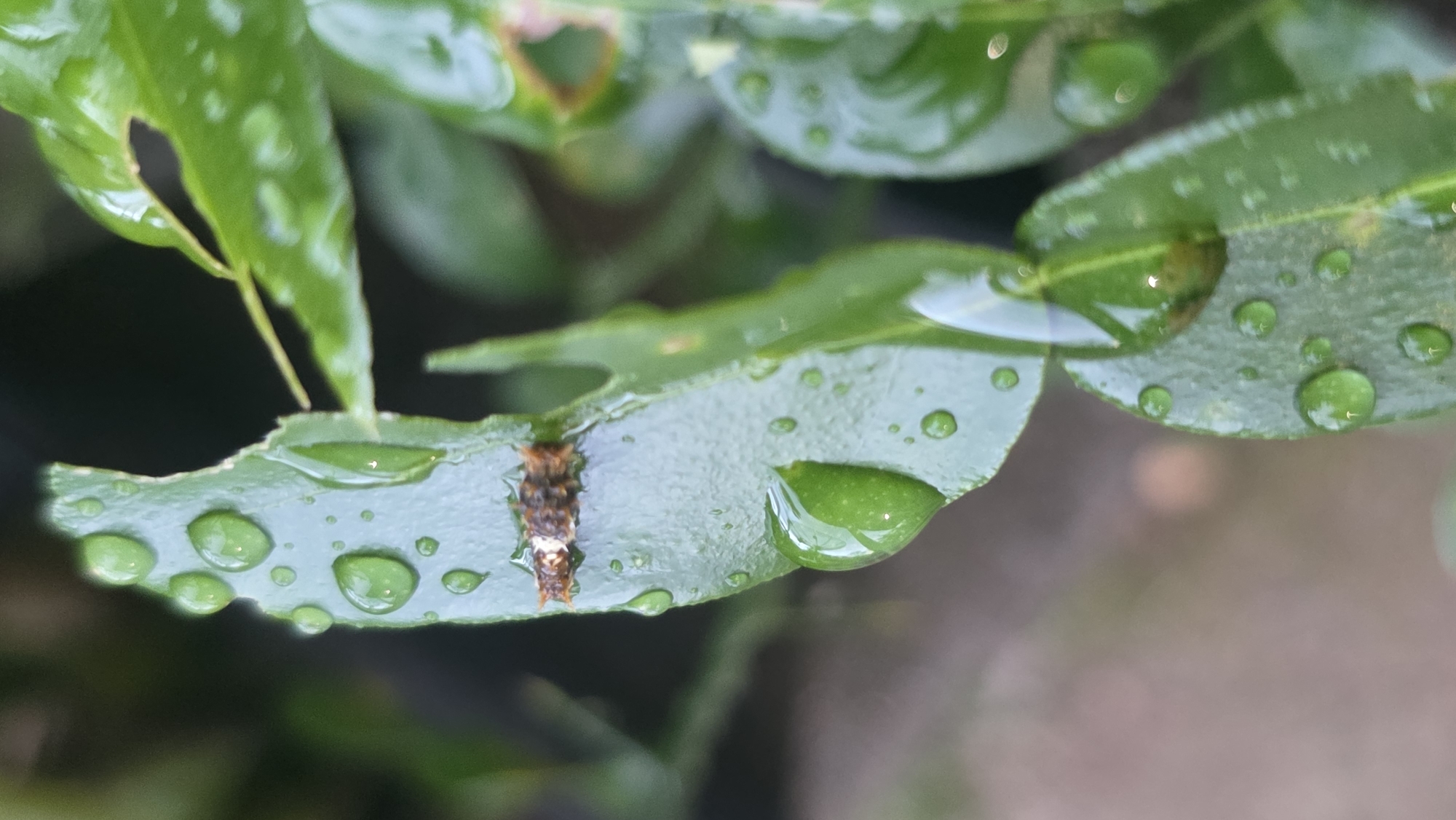 A close-up shows a wet green leaf with raindrops, seemingly after rainfall. The leaf has been partially eaten away at the edges. A small, segmented brown and white caterpillar is crawling on the leaf. The background is blurred, suggesting a natural environment, likely a garden or park. The image was taken in Lhokseumawe, Indonesia.