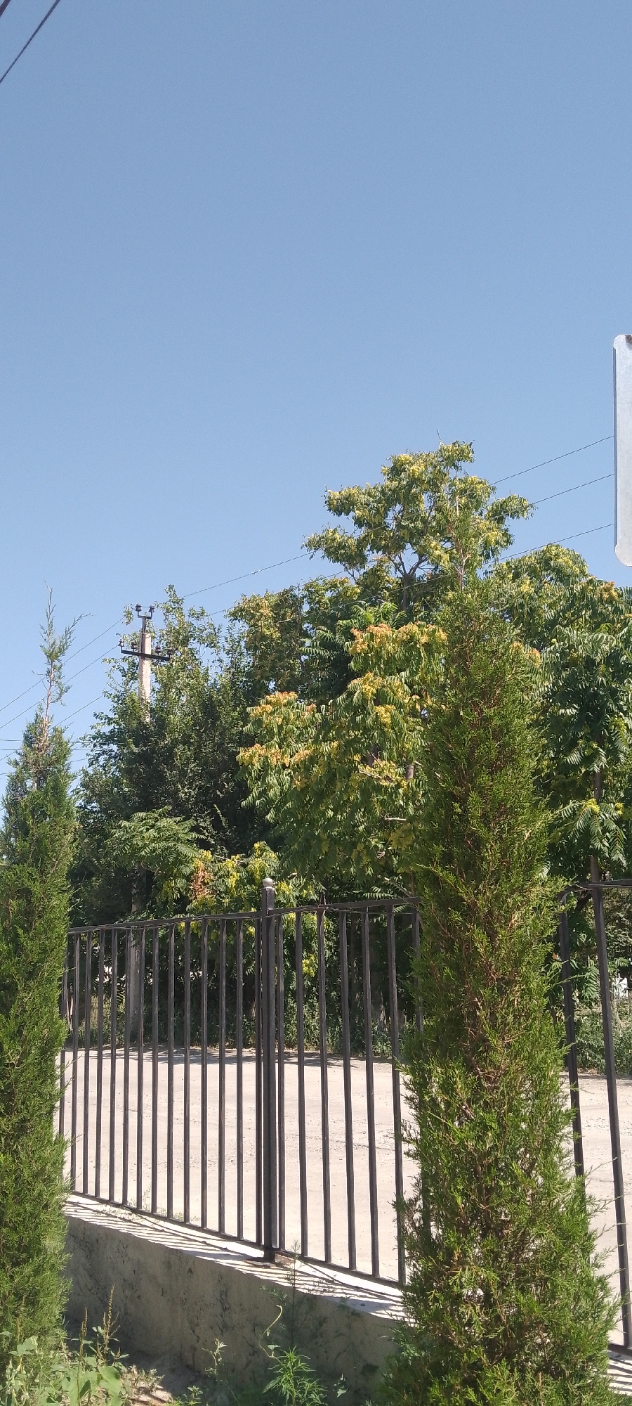The image captures a clear, bright day with a vibrant blue sky. In the foreground, a tall, conical evergreen tree stands to the right, with another similar tree on the far left edge of the frame. Between these trees, a black metal fence with vertical bars runs horizontally across the image, separating the viewer from the background. Behind the fence, a pale, dusty path is visible.
The background is dominated by lush green foliage and trees. Some of the trees have lighter green or yellowish leaves, suggesting they may be deciduous and experiencing some seasonal change, or are a different species. A utility pole with electrical wires is visible among the trees, indicating the presence of infrastructure. The overall scene suggests an outdoor setting, possibly a park, garden, or the grounds of a property. The bright sky and clear visibility point to it being daytime, likely mid-morning to early afternoon, with fair weather. There are no people or animals visible, and no text is present in the image. The setting appears to be in Yangiyer, Uzbekistan, as per the location context. The composition and lighting create a tranquil and serene atmosphere.