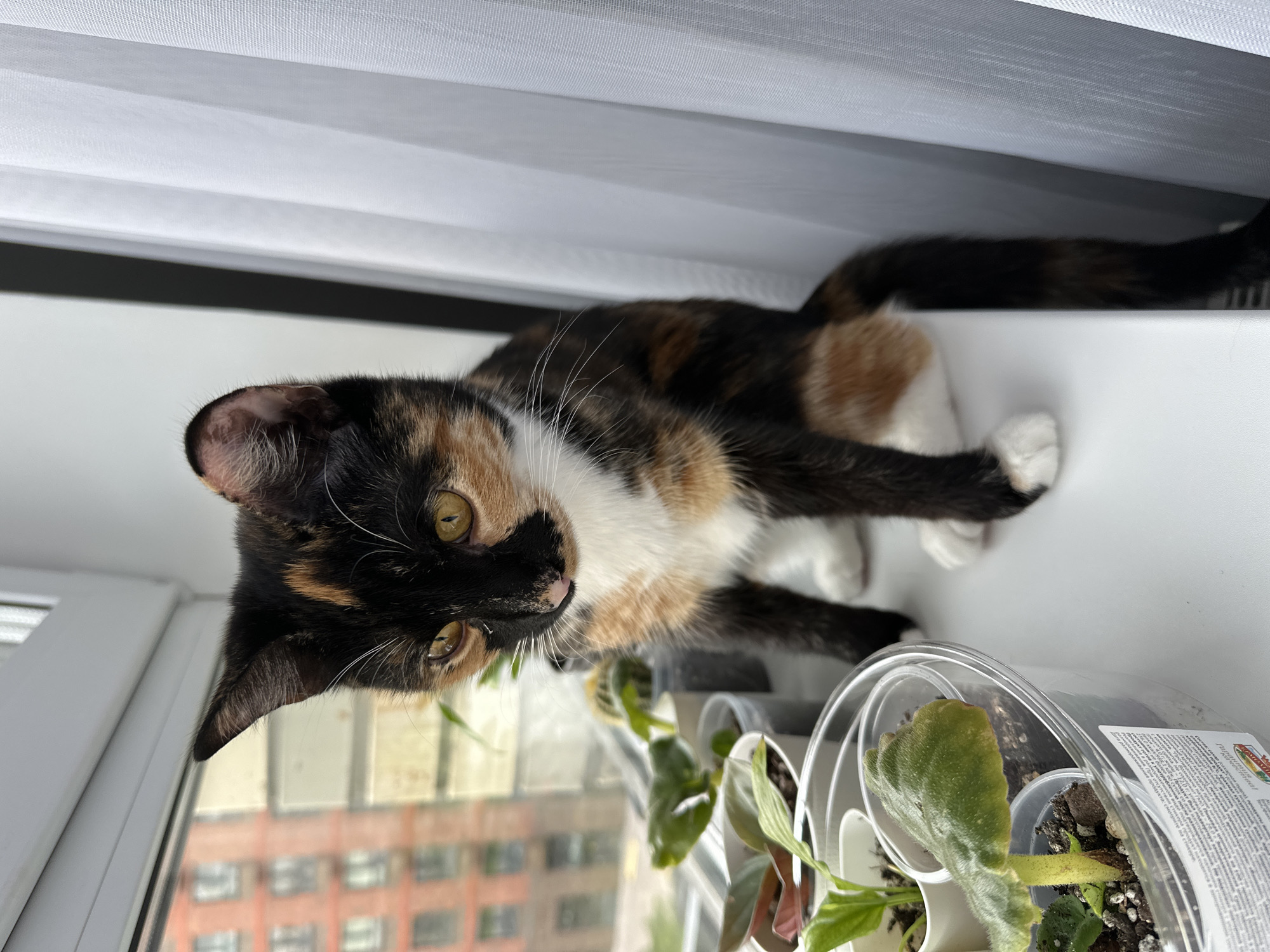 A tortoiseshell kitten sits on a white windowsill in Znamya Oktyabrya, Russia. The kitten has black, orange, and white fur, and its eyes are a bright yellow. It is looking down at some small potted plants next to it. In the background, there is a building with red brick and white windows, as well as a white sheer curtain.