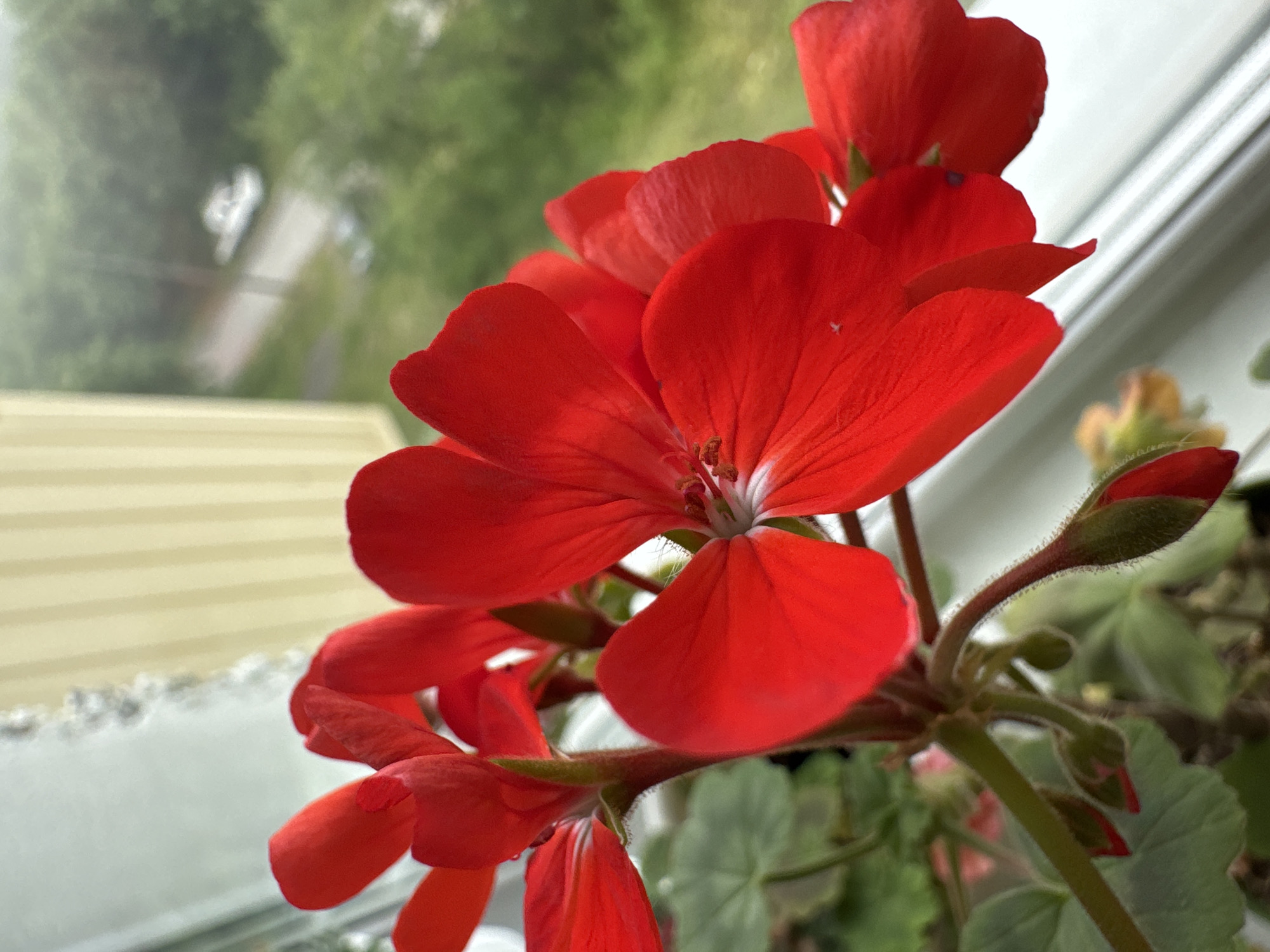 A close-up, eye-level shot features vibrant red geranium flowers blooming in a pot placed on a windowsill. The petals are richly colored and detailed, with some appearing slightly translucent in the light. The stems and buds are visible, showing a fuzzy texture. In the background, through the window, a blurred view of an outdoor scene is visible, with green foliage, a road, and a white vehicle. The overall setting suggests an indoor environment looking out. The location is not identifiable from the image content.