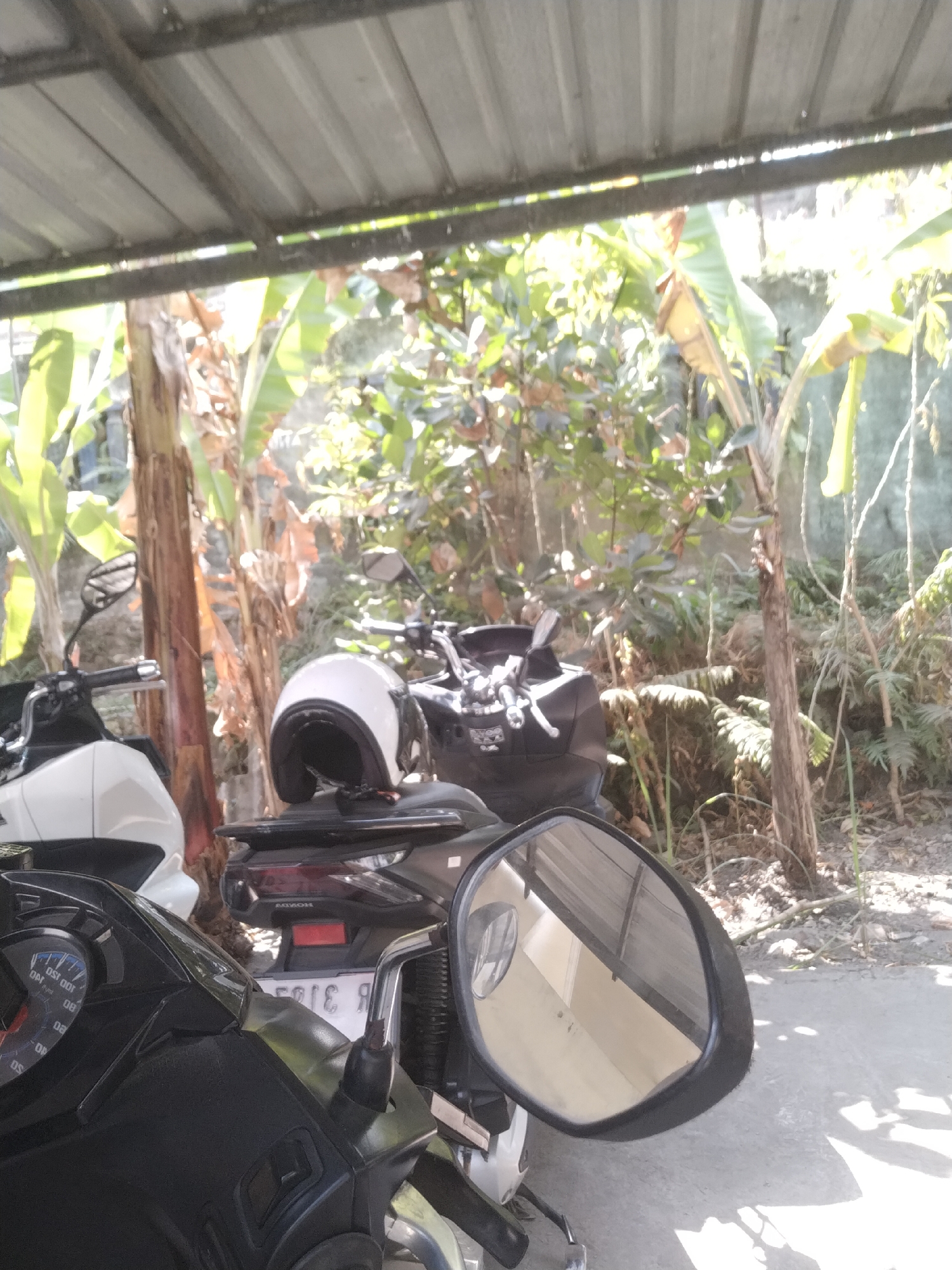 Two motorcycles are parked under a metal canopy. The motorcycle in the foreground is black with a visible speedometer. A white helmet rests on the seat of the second motorcycle, which is black. The background consists of lush green foliage, including banana trees and other tropical plants, suggesting a warm climate. The scene appears to be outdoors in a residential or rural area. The ground is paved with concrete.