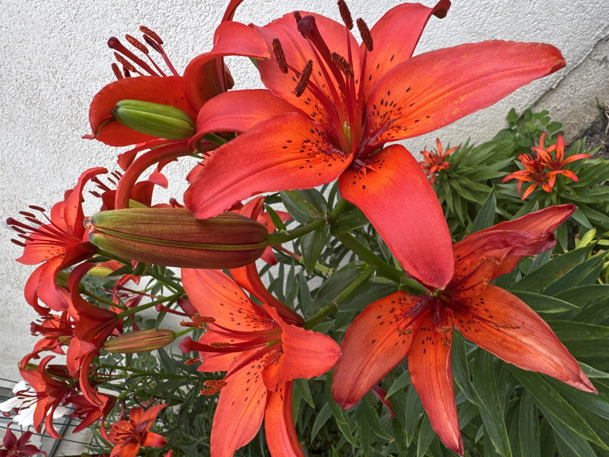 A close-up, eye-level, outdoor photograph features a cluster of vibrant red lilies in full bloom against a textured white wall. The lilies, with their characteristic trumpet-shaped petals and prominent stamens tipped with dark pollen, are the central focus. Several buds are also visible, some green and elongated, others tinged with red. Lush green foliage provides a backdrop for the flowers, and a hint of a grey concrete path is visible at the bottom of the frame. The lighting suggests it is daytime, with sunlight illuminating the blossoms and casting soft shadows. There are no people or animals present in the image. The setting appears to be a garden or planted area adjacent to a building. This scene is likely located in the city of Rēzekne, Latvia, given the provided information.