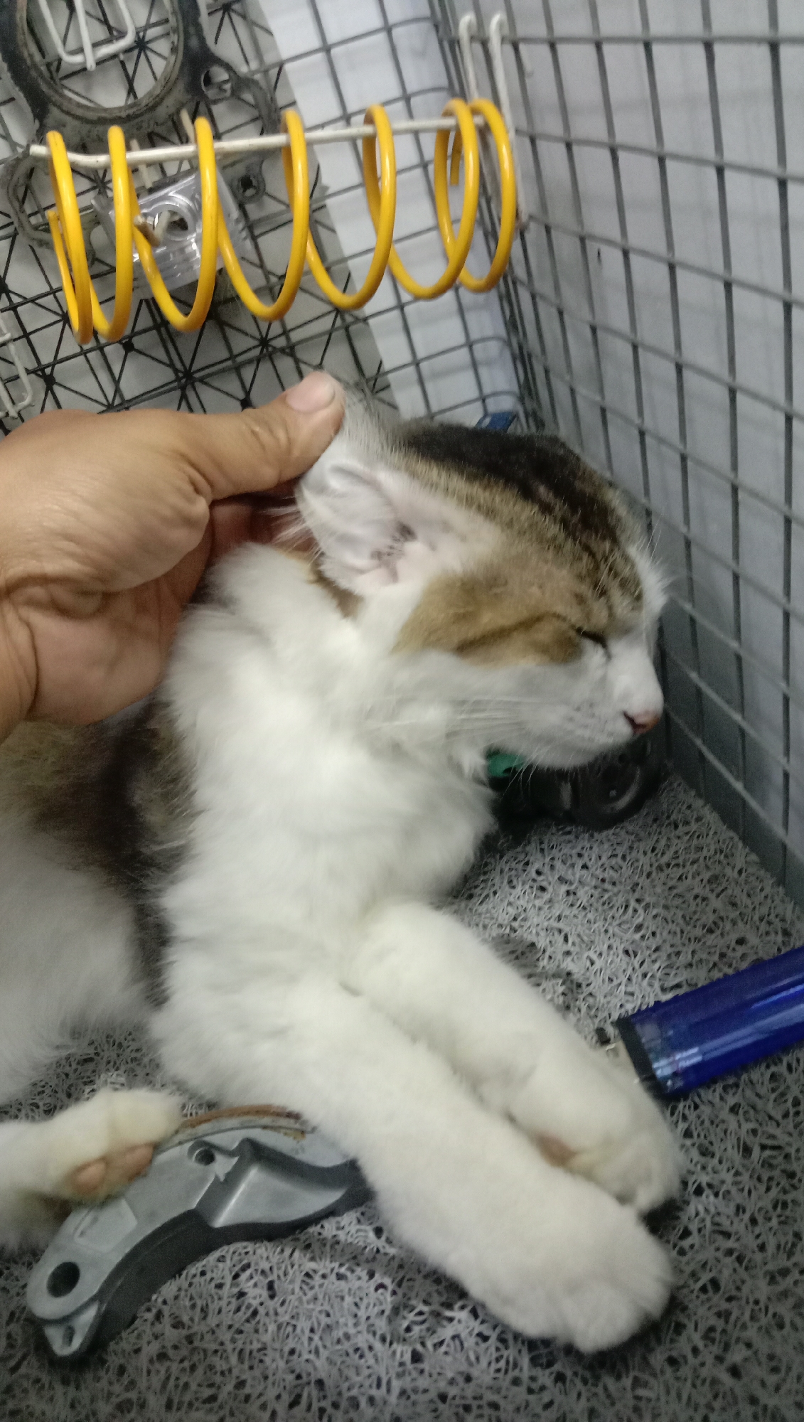 A person's hand gently strokes a sleeping cat in a cage in Karangmangu, Indonesia. The cat, a mix of white and brown tabby, is lying on its side on a textured gray mat. A silver object, possibly a tool, is positioned near the cat's front paws, and a blue lighter is visible to the right. The cage is constructed of metal bars, and yellow spiral springs are attached to the top of the cage.