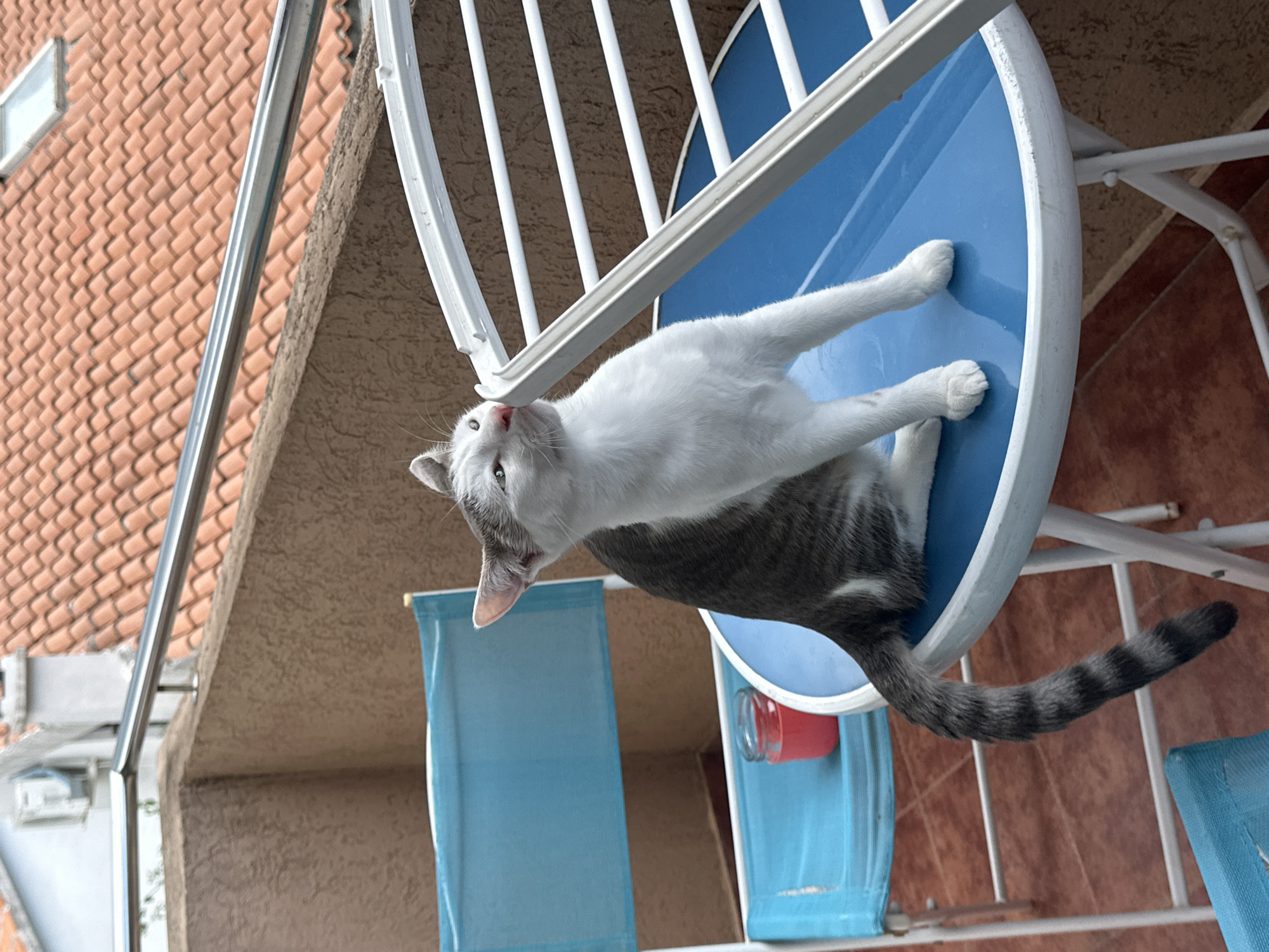 A cat rests on a blue table. The cat has a white body and a gray striped tail. The table is positioned on a balcony in Budva, Montenegro, as indicated by the building in the background. The balcony has blue curtains.