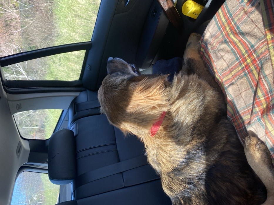 A brindle and tan long-haired dog, wearing a red collar, is observed lying on a plaid blanket covering the rear passenger seat of a vehicle. The dog is positioned with its body facing forward and head turned to the right, looking out the passenger window. Sunlight illuminates portions of the dog's fur, casting shadows. The vehicle's interior features dark-colored, possibly leather, rear seats and door panels. A dark mark is visible on the headrest of the seat directly in front of the dog. A yellow cylindrical object rests within a cup holder on the right rear door panel. Outside the vehicle, through the windows, a bright, sunny natural environment is visible, characterized by green foliage and light-colored tree branches, indicative of an uncultivated area. This scene is located in Krute Ulcinjske - Krytha e Ulqinit, Montenegro.
