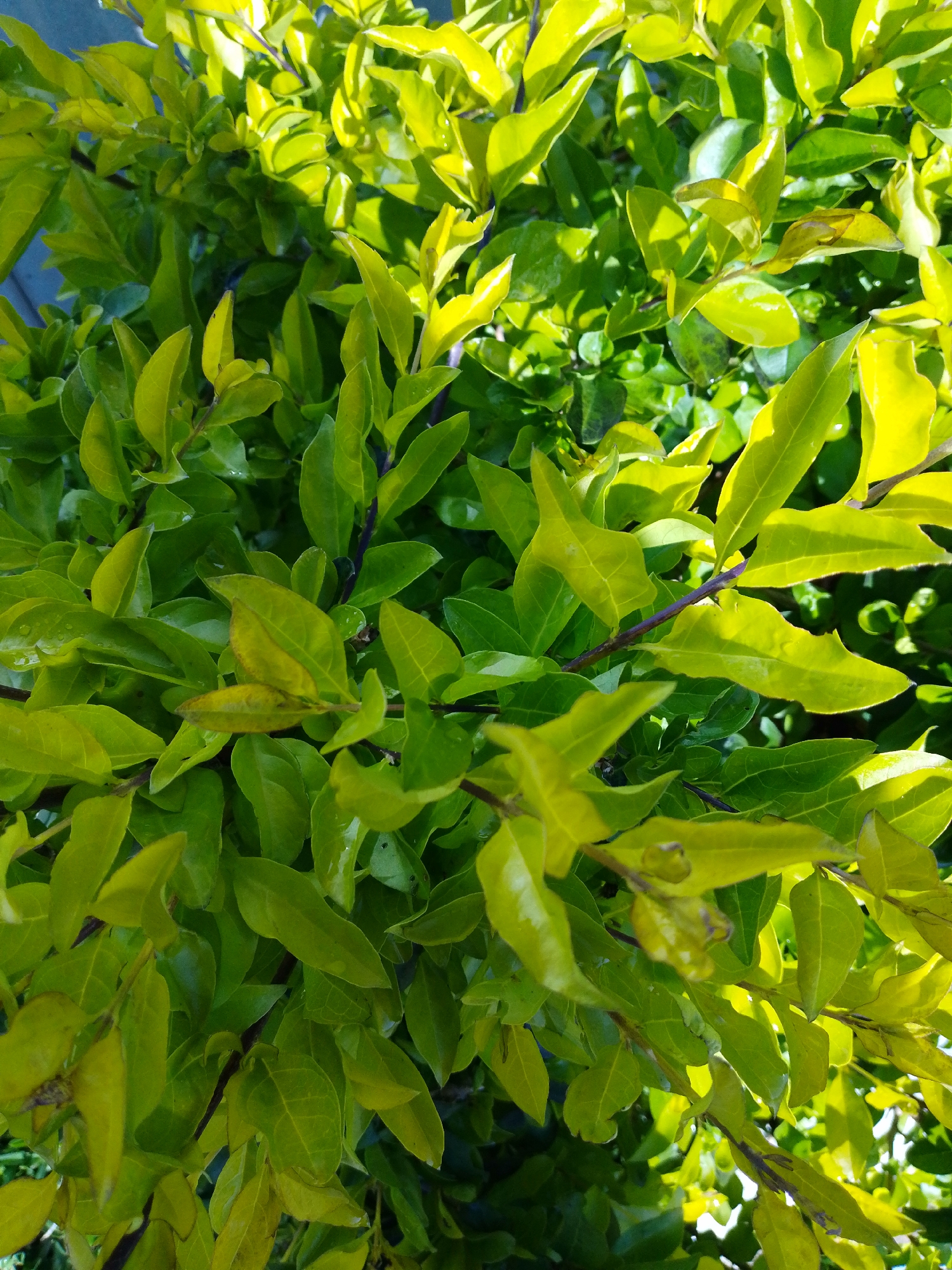A close-up, overhead shot captures a dense cluster of vibrant green and yellow leaves on a plant. The leaves are glossy and appear slightly wet, with some reflecting the sunlight. The stems are a dark purple color. The background consists of blurred green foliage and hints of a blue surface. The scene is likely an outdoor environment, possibly a garden or shrubbery, within the vicinity of Barikin Jirga Summa, Nigeria. There are no people or discernible human activity.