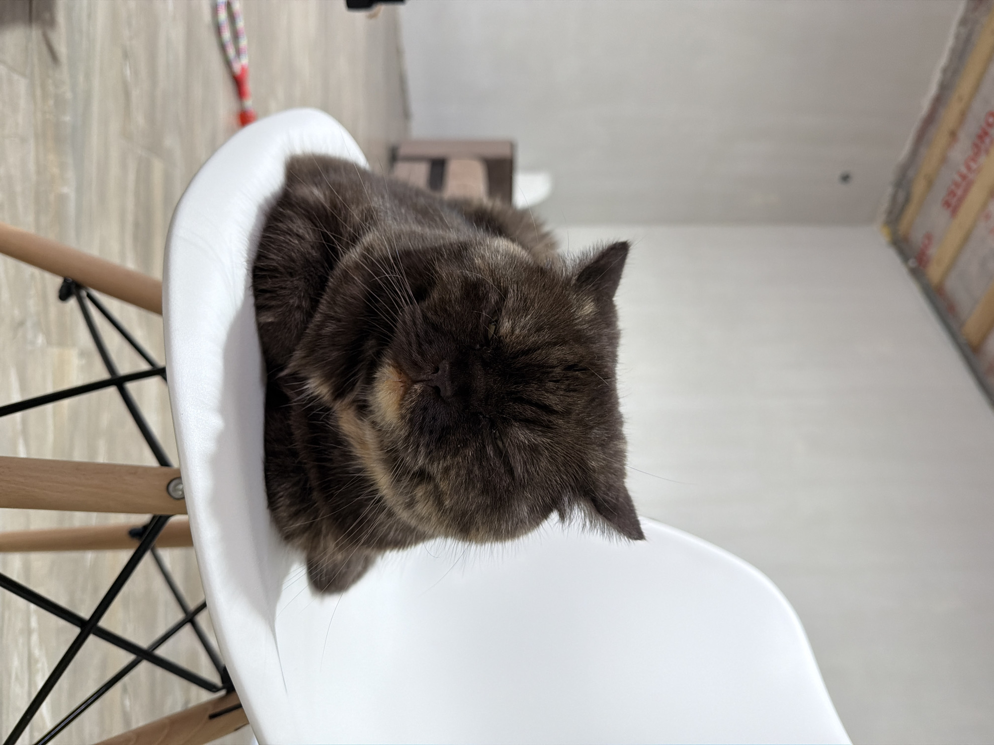 A tortoiseshell cat is resting in a white chair. The chair has light wood legs joined to the seat by black metal rods. The background includes a grey wood-look floor, partially visible objects in the background, and a wall with construction materials visible. The image was taken indoors. There is no evidence indicating the location in the city of Chaikovsky, Russia.