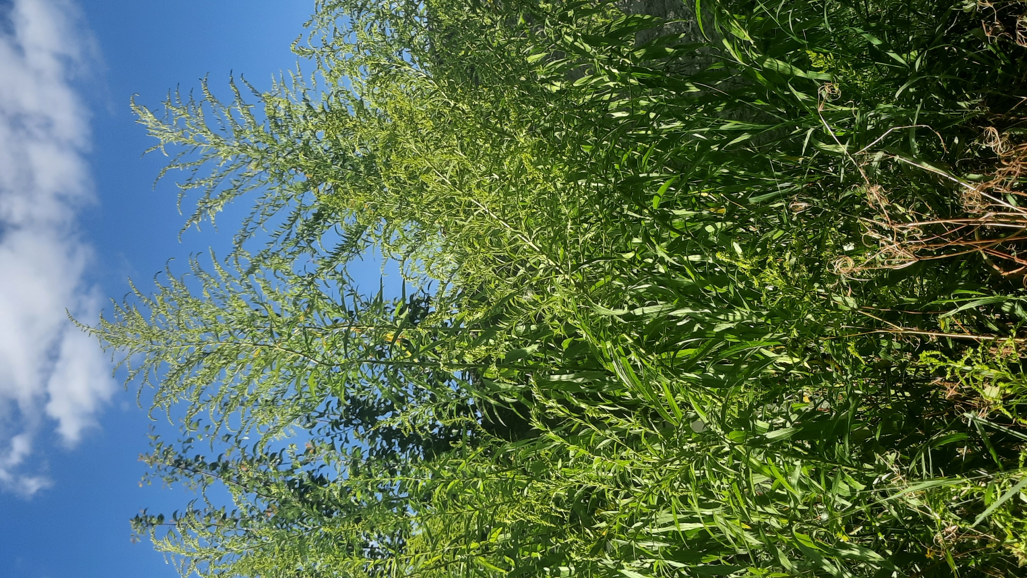 The image shows a dense thicket of tall, green, leafy plants with some dry, brown, curly stalks in the foreground. In the background, the bright blue sky is dotted with white clouds. The foliage appears to be growing wild, possibly in a natural or overgrown area within the city of Shklov, Belarus. There are no people or animals visible in the scene.
