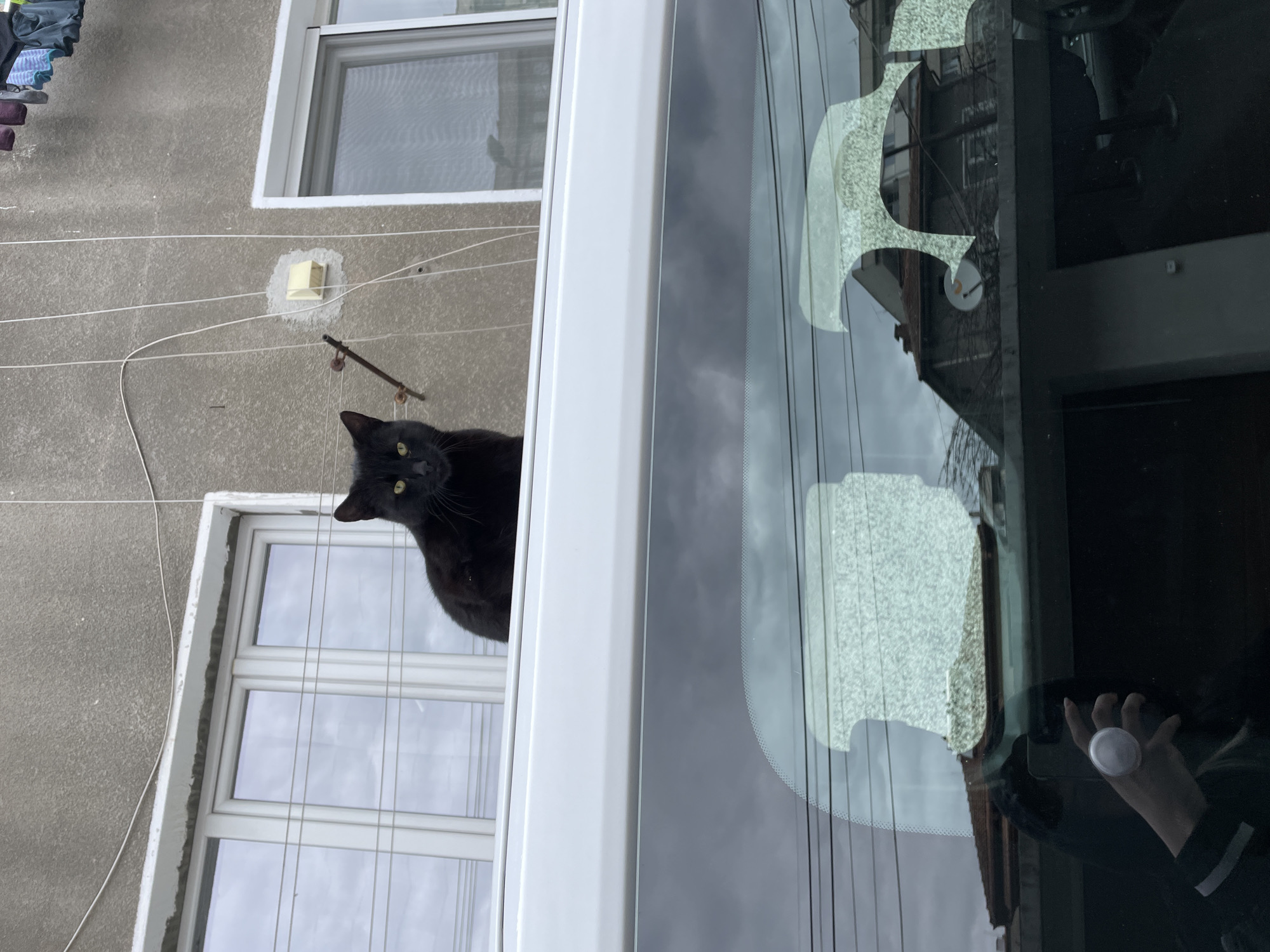 A black cat peers into a window from the exterior of a building with a clothesline visible. The reflection on the window shows another building. A person is reflected in the window on the right, holding a white object. The location is likely Veliko Tarnovo, Bulgaria based on architectural style.