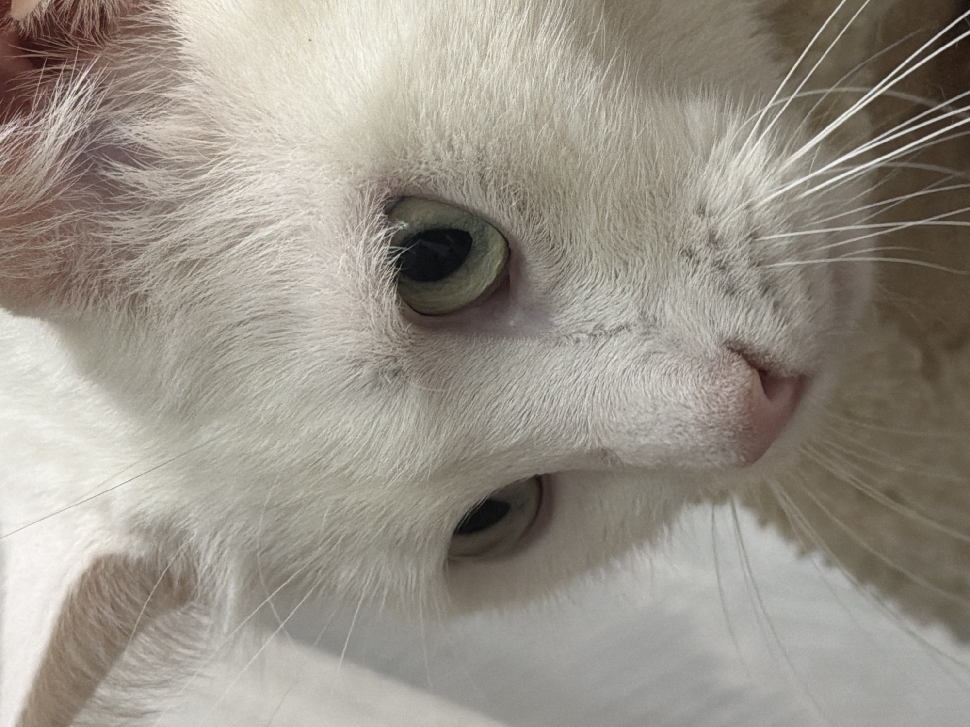 A close-up, angled view of a white cat's face. The cat has light green eyes and a pink nose. Its whiskers are white and prominent. The background is blurry and out of focus. There is no evidence to suggest that this photo was taken in Tokkari, Russia.