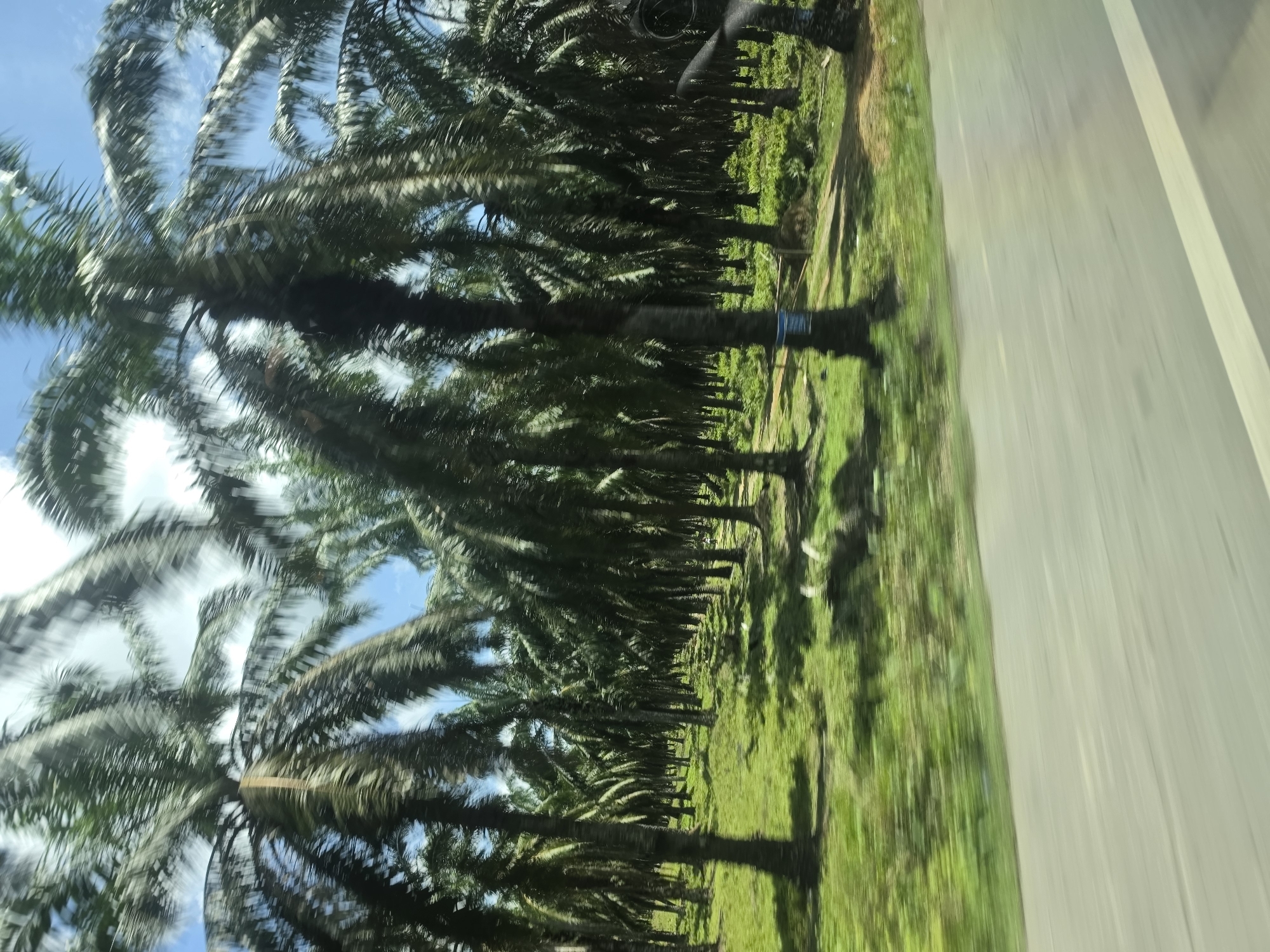 The image depicts a view from a moving vehicle, likely on a road in Seumadam, Indonesia. The scene features a row of palm trees lining the roadside, adjacent to a grassy area. The sky is visible through the palm fronds, displaying blue patches and scattered clouds. The foreground is dominated by a blurred expanse of pavement, indicating motion. There are no people visible in the frame.