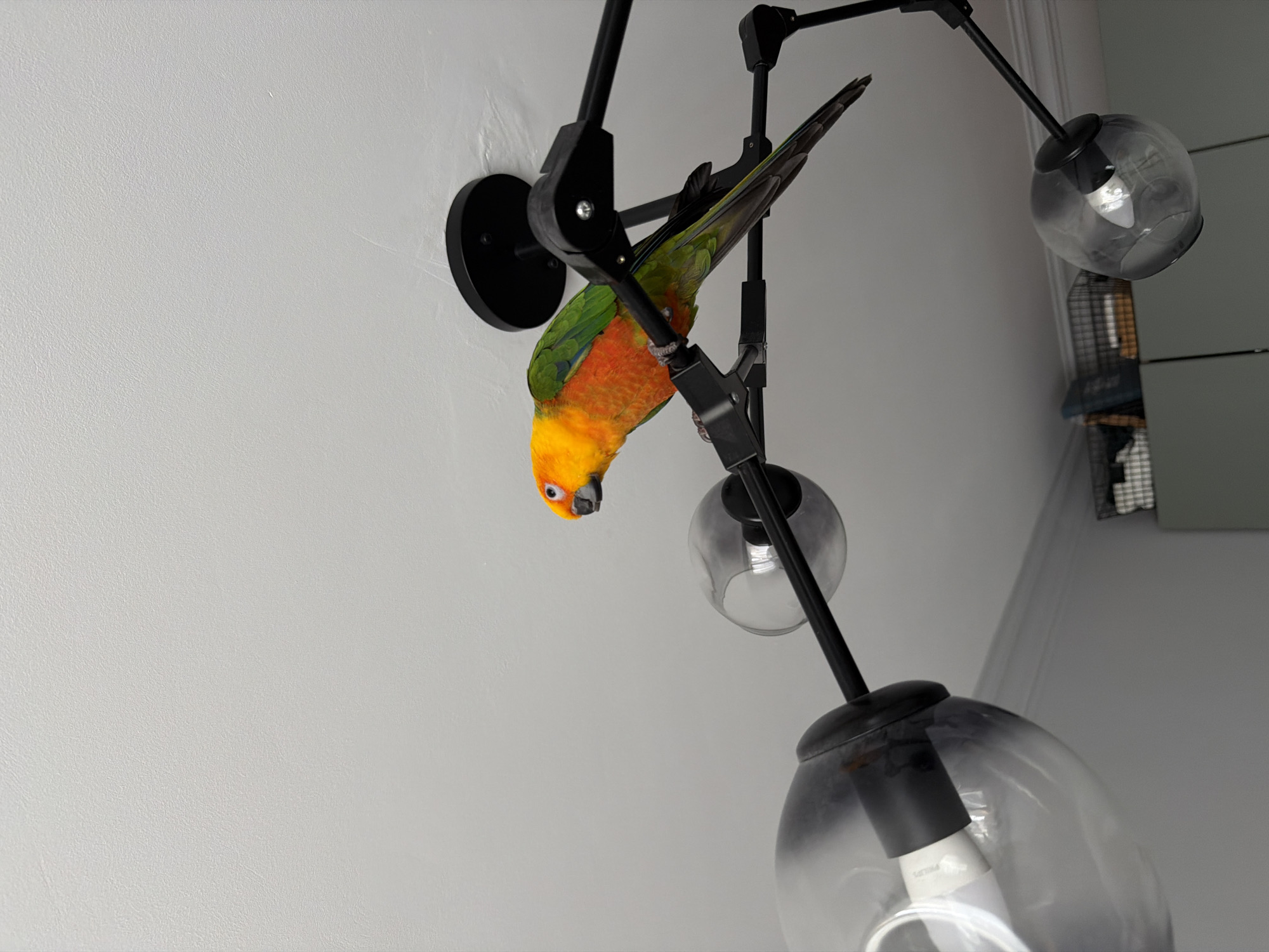 A close-up shot features a colorful parrot perched upside down on a black, multi-armed light fixture. The parrot has a bright orange head, yellow breast, and green wings. The light fixture has multiple clear glass shades, some of which obscure the view. The background includes a light gray wall. A cage can be seen, slightly out of focus, on the right side of the image. The location is not discernible and there is no evidence to suggest the image was taken in Khimki, Russia.