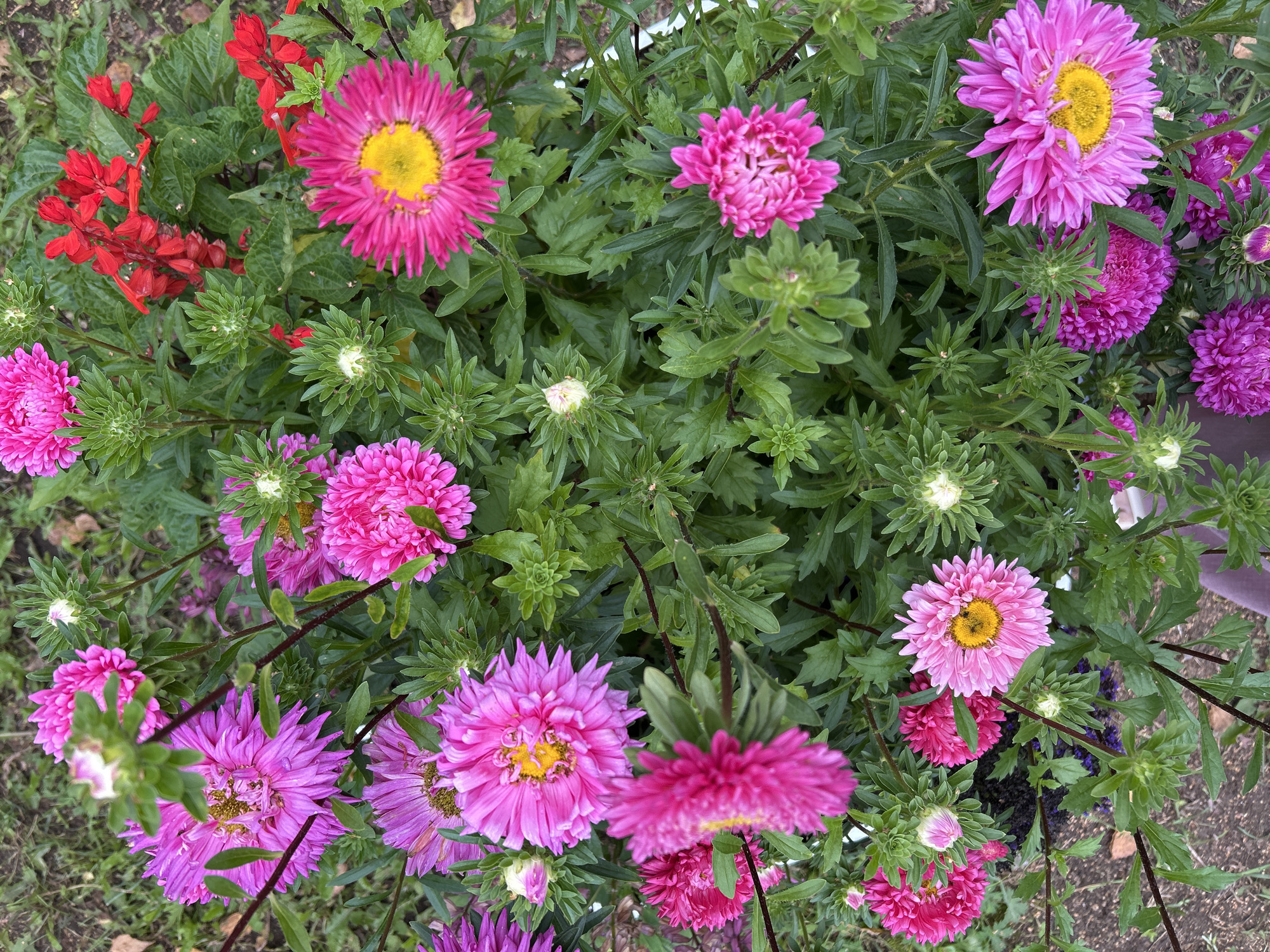 The image is a high-angle, close-up shot of a densely planted flower bed featuring a variety of asters and red salvia. The asters are predominantly in shades of bright pink and magenta, with some lighter pink varieties. Many of these asters have a prominent yellow center, while others have a more densely packed petal structure. The red salvia is interspersed among the asters, providing a vibrant contrast. The foliage is lush and green, creating a full backdrop for the colorful blooms. The ground beneath the flowers appears to be soil, with some leaf litter visible. The scene is outdoors, likely in a garden or park setting. There are no people visible in the image, and no specific landmarks or architectural elements to pinpoint a precise location within Tomsk, Russia. The overall impression is one of abundant, blooming flowers in a naturalistic arrangement.