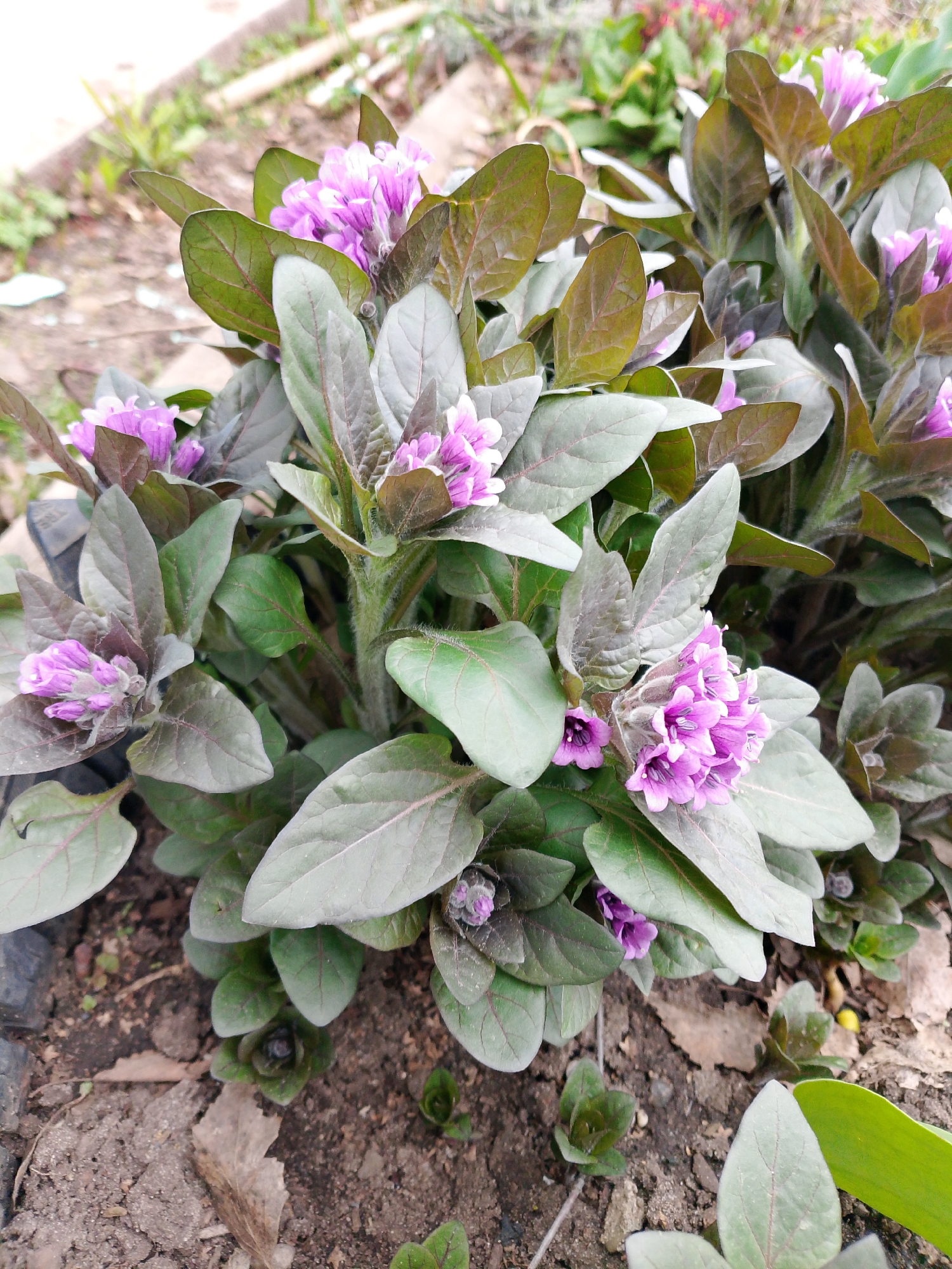 The image shows a patch of Ajuga plants with purple flowers growing in a garden bed. The leaves are a mix of green and purplish-brown. The soil is visible around the plants, mixed with small pieces of wood and debris. The location is likely in Chaikovsky, Russia.