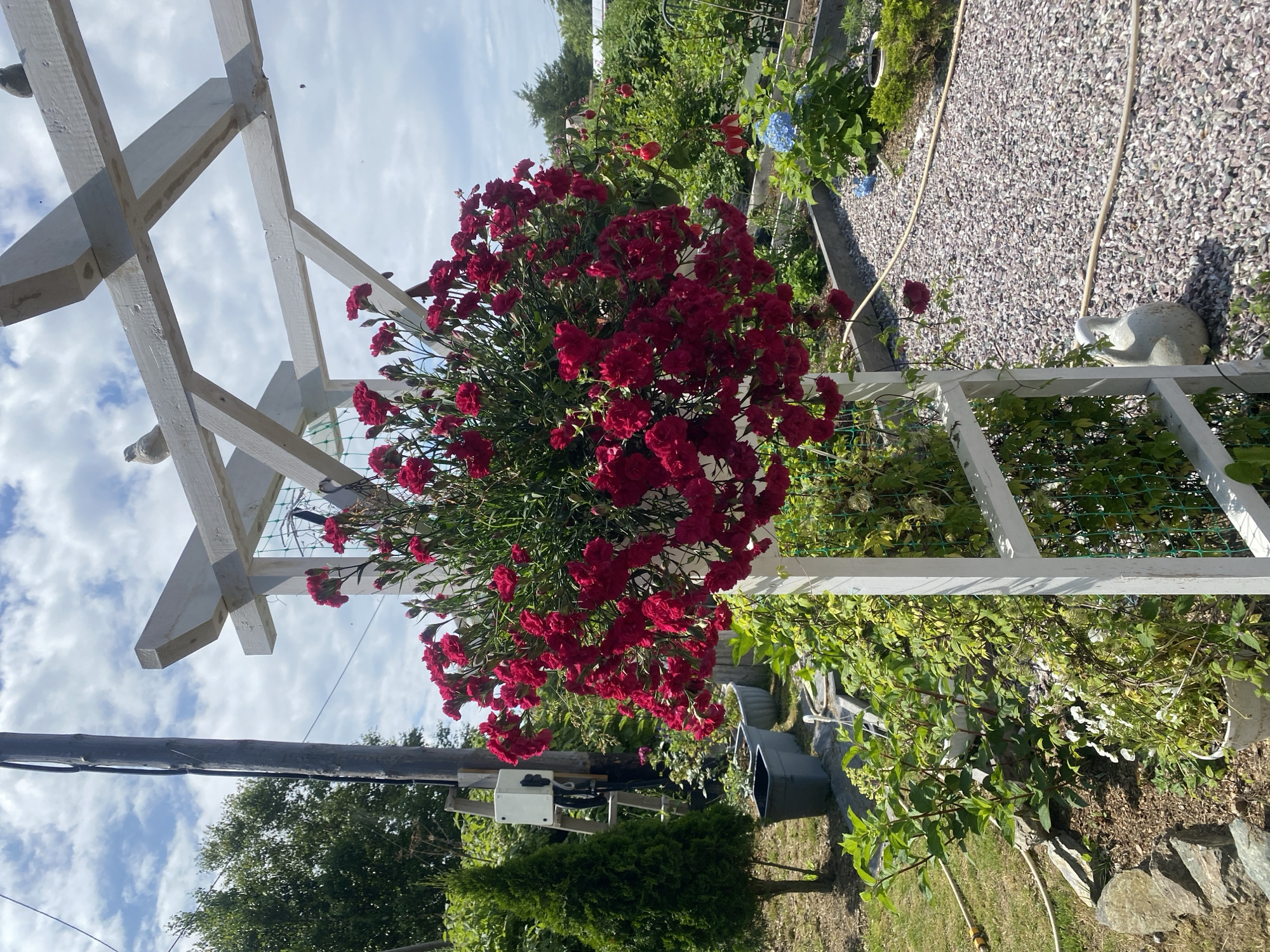 A medium shot captures a vibrant red flower arrangement hanging from a white wooden pergola in a garden. The flowers are densely packed and cascade downwards, obscuring the lower portion of the pergola's support post. In the background, a tall, rough-hewn wooden utility pole with a white electrical box is visible, along with a conical evergreen tree. Beyond that, a gravel path winds through a garden bed with raised planters, featuring green foliage and a blue hydrangea plant. The sky above is a mix of blue with scattered white clouds, and two small bird-like figurines are perched on the upper beams of the pergola. The scene appears to be outdoors, likely in a residential or community garden setting, and based on the provided location information, it is situated in the city of Tret'ya Pad', Russia.