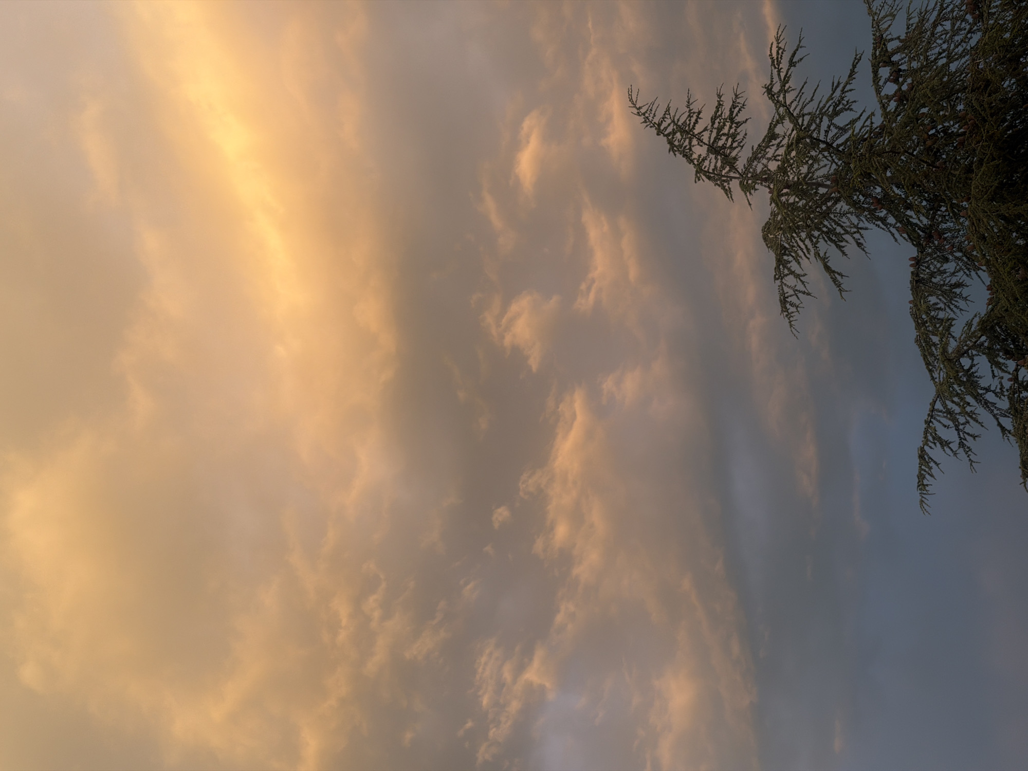 The image presents a low-angle view of the sky with a tree branch intruding from the upper right corner. The sky transitions from a deep blue near the top to a yellowish-orange hue towards the bottom, likely indicating a sunset or sunrise. Clouds of varying density are scattered throughout the sky. The tree branch is dark green and features small, pinecone-like structures. Without additional contextual clues, it is impossible to confirm whether the image was taken in Varna, Bulgaria.