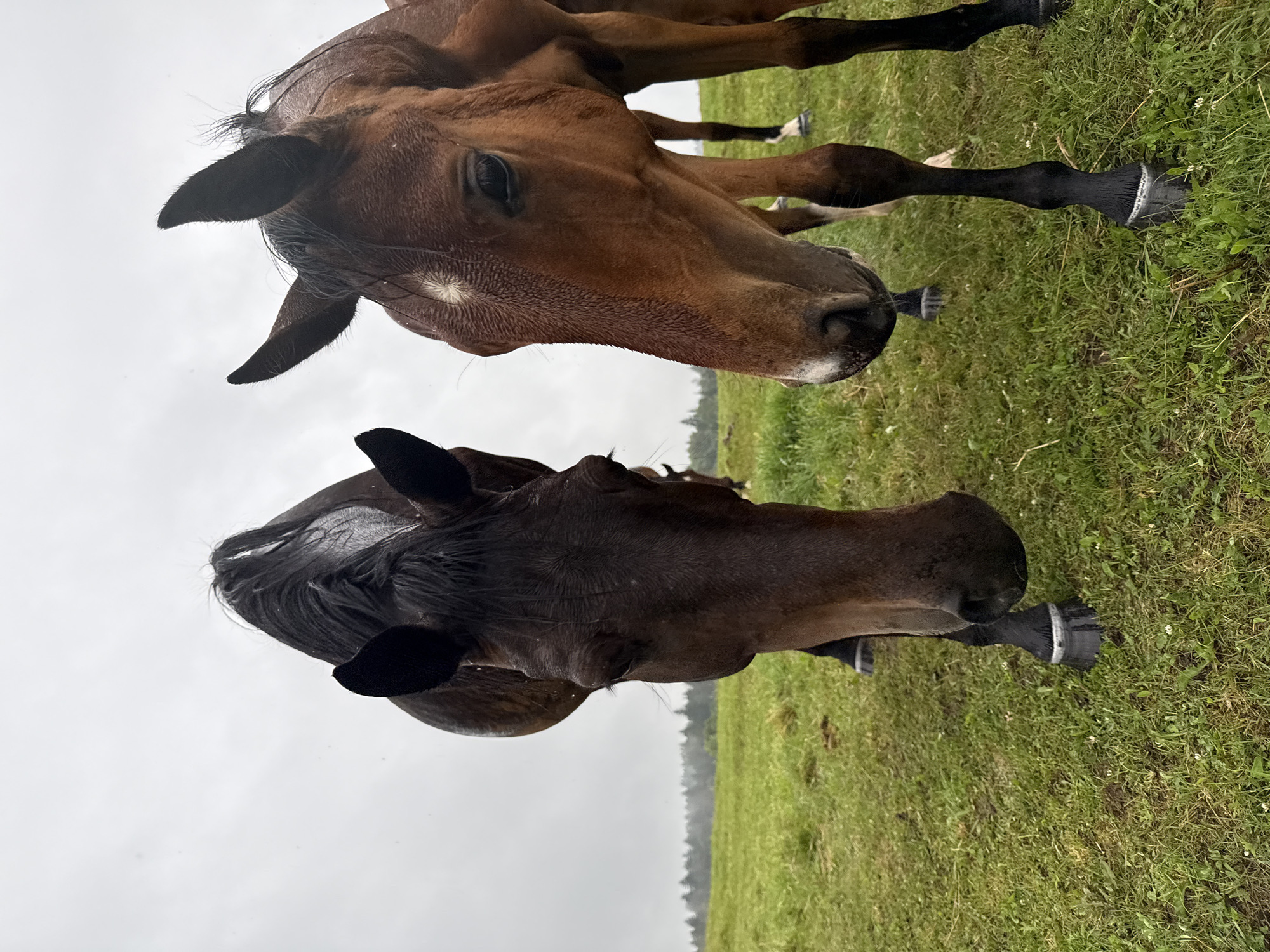 Two horses, one dark brown and one lighter brown, are standing in a grassy field. The dark brown horse is on the left, facing forward with its head down. The lighter brown horse is on the right, also facing forward with its head down. Both horses appear to be wet, possibly from rain. The background consists of a green field and a blurry line of trees under a cloudy sky. There are no people visible in the image. This scene is located in the vicinity of Galinė, Lithuania.
