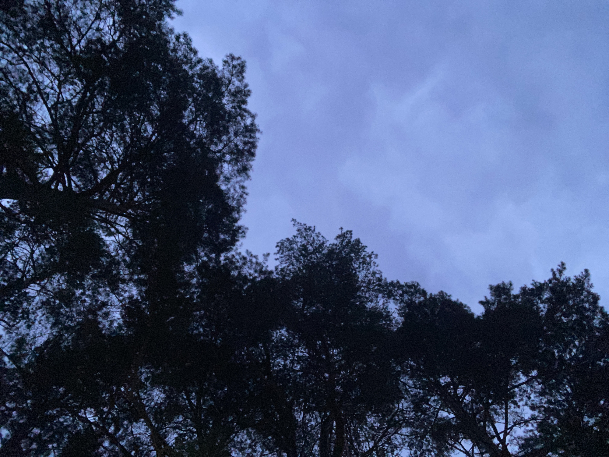 The image shows the silhouettes of trees against a twilight sky. The scene is dark, and the trees are not identifiable by type due to the lack of light. The sky is blue-grey and appears overcast. There is no evidence of people, subjects, objects, actions, or interactions other than the trees and the sky. The provided location is Chaikovsky, Russia, but there are no features visible to corroborate the location.