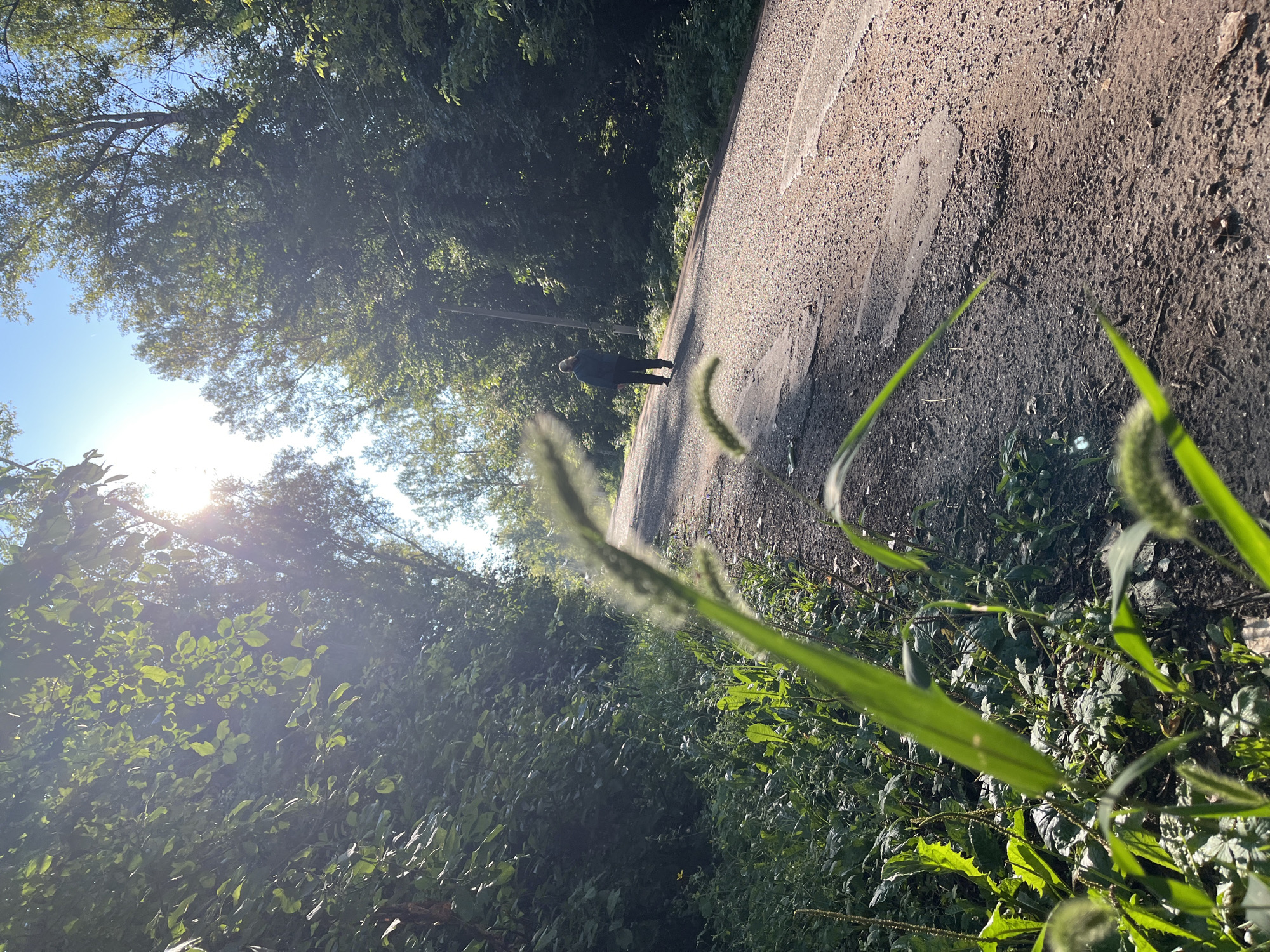 The image depicts a person walking on a gravel road surrounded by lush green trees. The sun is shining brightly, creating lens flare and casting long shadows. The road appears to be a path through a forest or a park. There are no specific landmarks visible that would indicate the location within Blagoveshchensk, Russia. The person is walking away from the camera, and their attire is casual. The foreground shows some tall grass and weeds, suggesting a natural, undeveloped area.